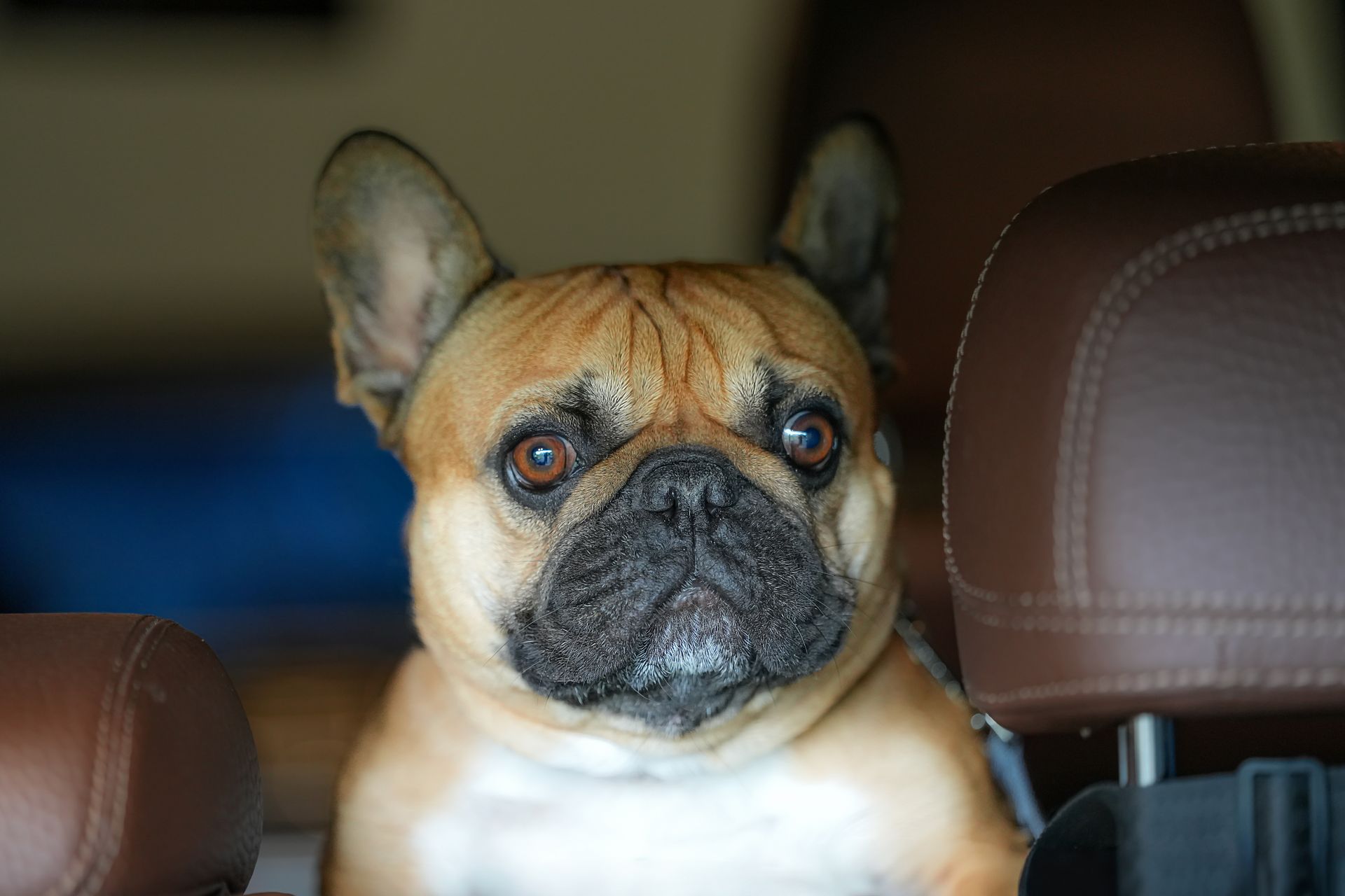 Chien au poil fauve clair, grandes oreilles dressées et yeux brun foncé, assis à l'arrière d'une voiture entre deux appuis-tête en cuir marron, le regard tourné vers l'objectif