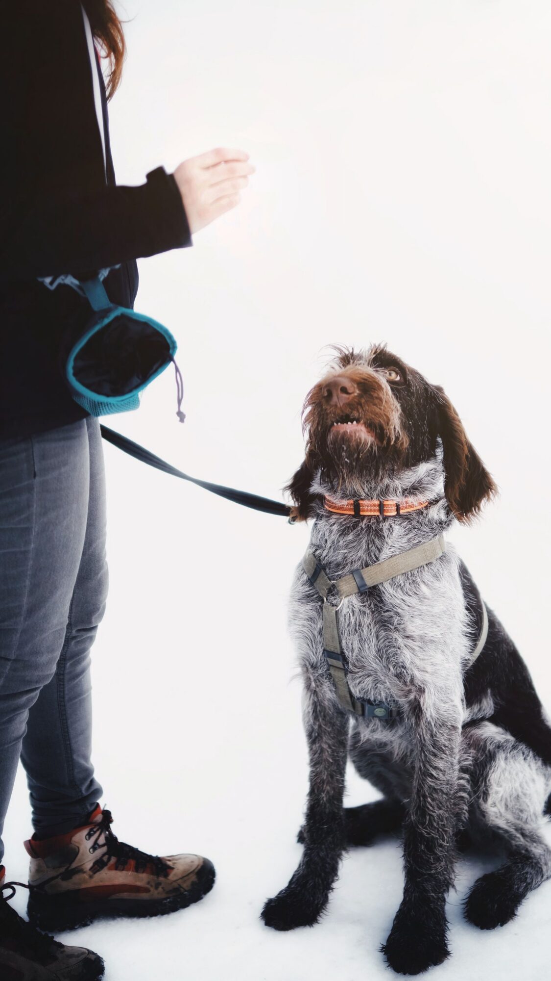 Chien au poil gris moucheté, assis sur fond blanc, le regard levé vers la main d'une personne dont on voit seulement le buste et les jambes