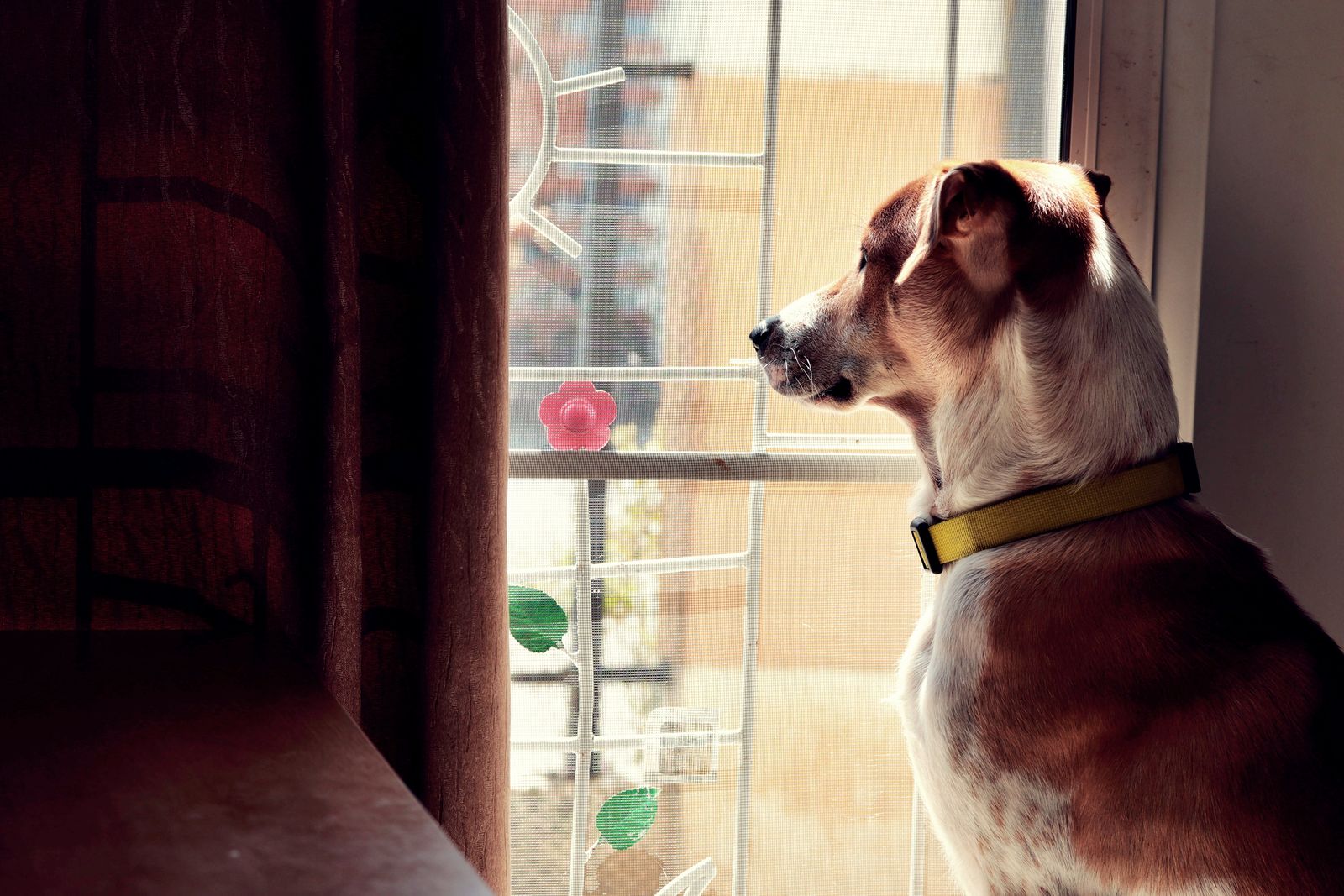 Chien brun et blanc au collier jaune, assis de profil devant une fenêtre à moustiquaire, un rideau sombre à gauche