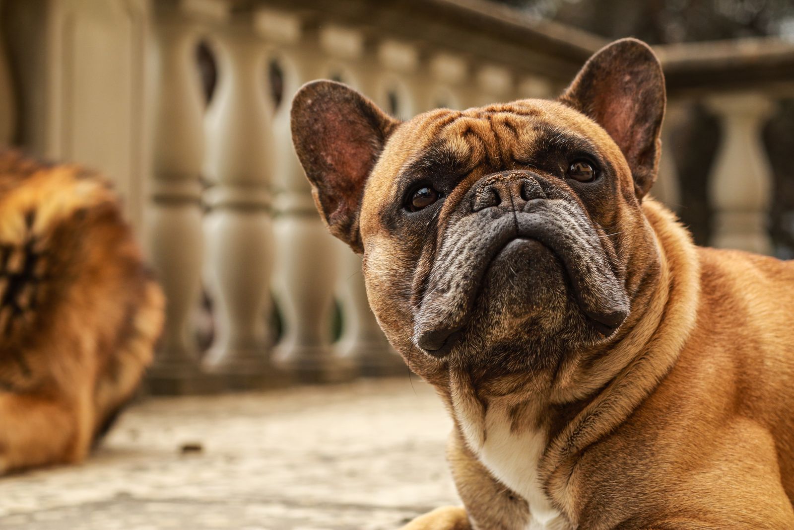 Gros plan sur un chien brun clair au museau plissé et aux grandes oreilles, devant une balustrade en pierre