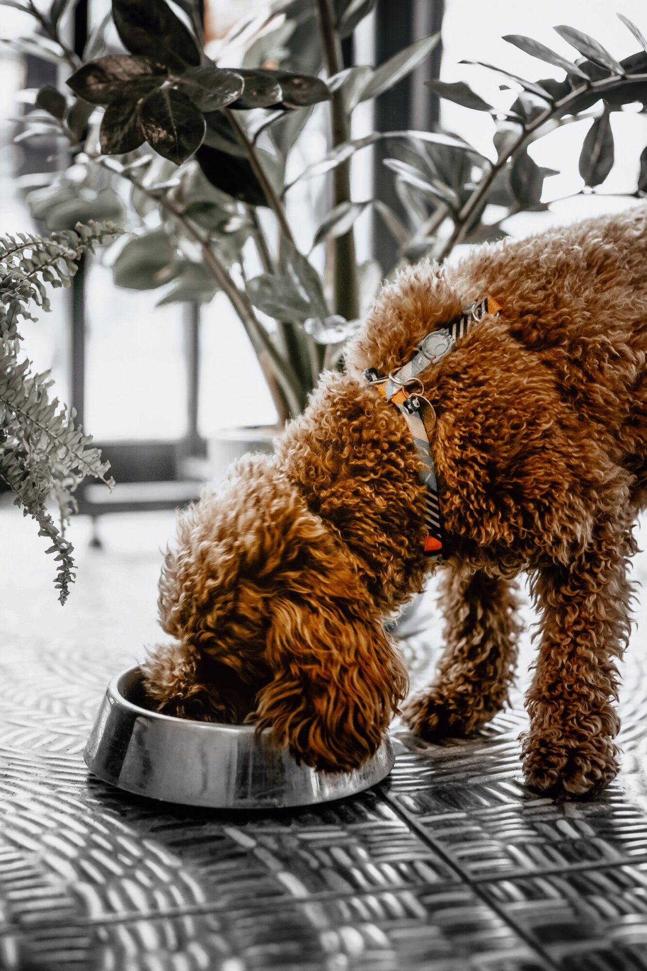 Chien au poil bouclé roux et au harnais rayé, la tête dans une gamelle en inox posée sur un sol métallique à motifs noir et blanc, devant des plantes vertes