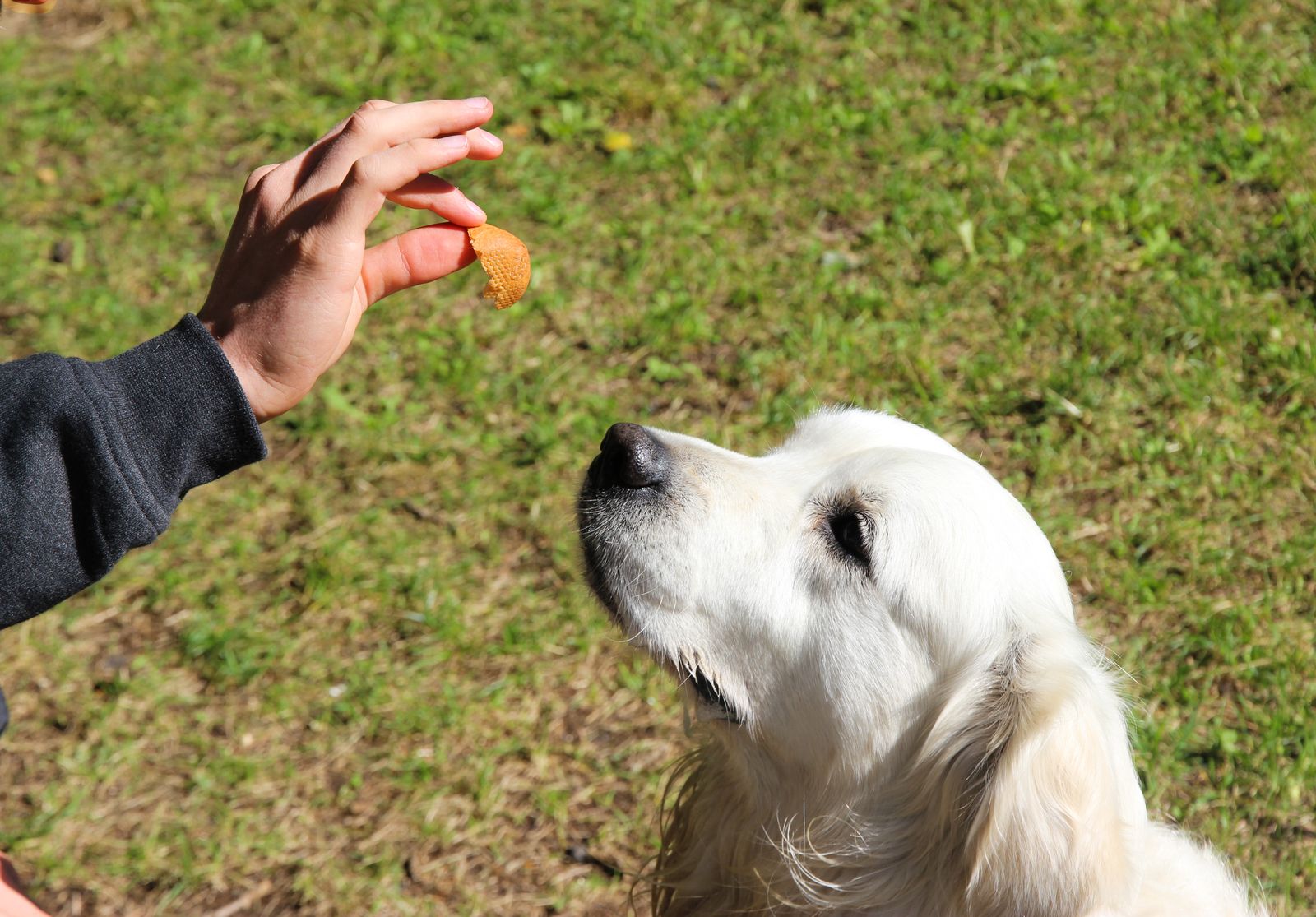 Chien blanc crème à poils longs, assis dans l'herbe, qui lève le museau vers un petit biscuit tenu entre le pouce et l'index d'une main à la manche grise