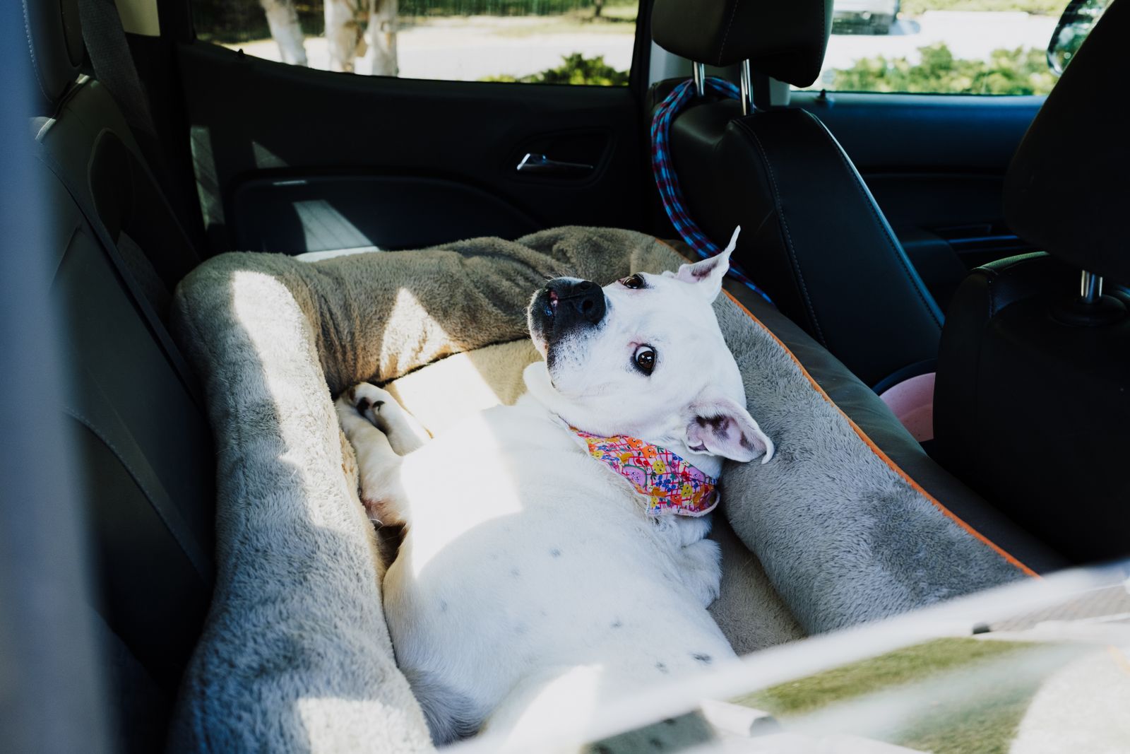 Chien blanc à la tête tachetée de noir, un foulard coloré autour du cou, installé dans un panier gris posé sur la banquette arrière d'une voiture