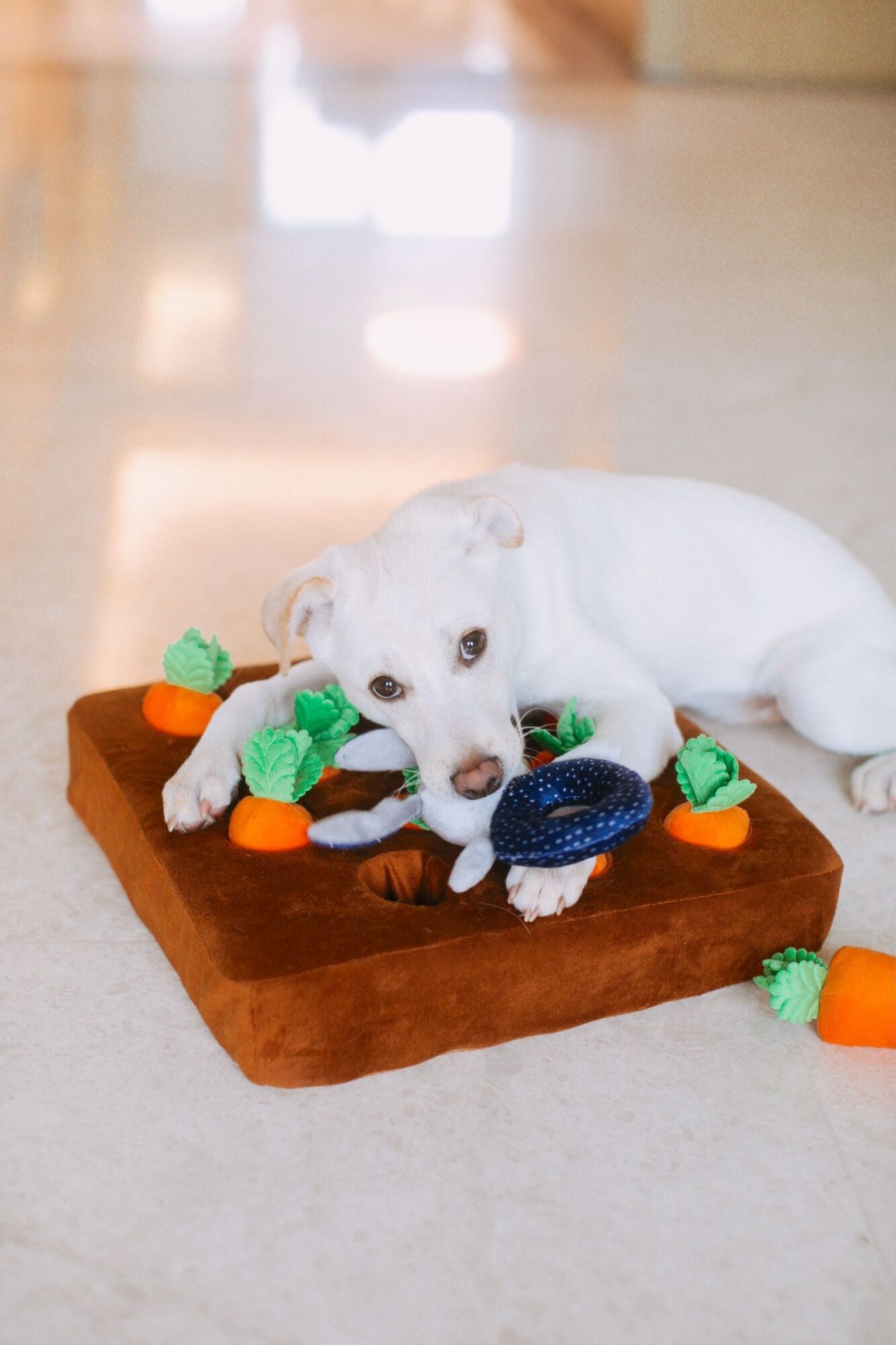 Chien blanc couché sur un tapis en peluche marron d'où dépassent des carottes en tissu orange et vert, un anneau bleu sous la patte, sur un sol clair et lumineux