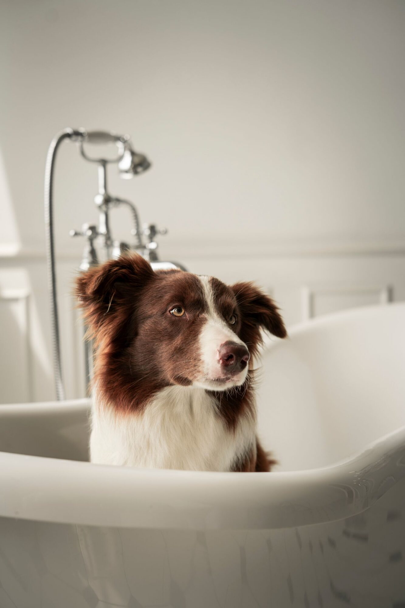 Chien brun et blanc assis dans une baignoire blanche à robinetterie chromée, le regard tourné sur le côté