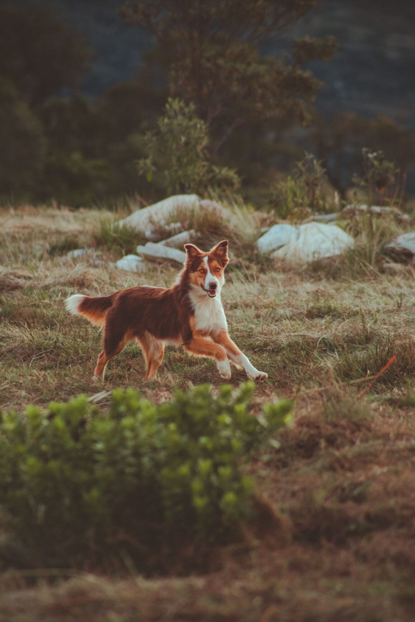 Chien brun et blanc avançant sur une prairie parsemée de rochers, avec des buissons verts au premier plan et des arbres en arrière-plan