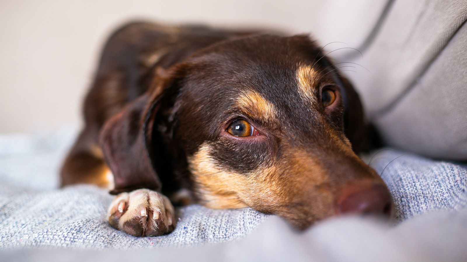 Chien au poil brun foncé et feu, couché sur un plaid gris tricoté, la tête posée à plat, les yeux ouverts, une patte avant au premier plan