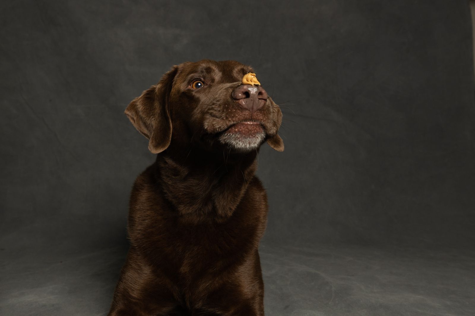 Chien de type labrador au pelage chocolat, sur un fond de studio gris, avec un petit biscuit posé sur le museau et le regard dirigé vers le haut