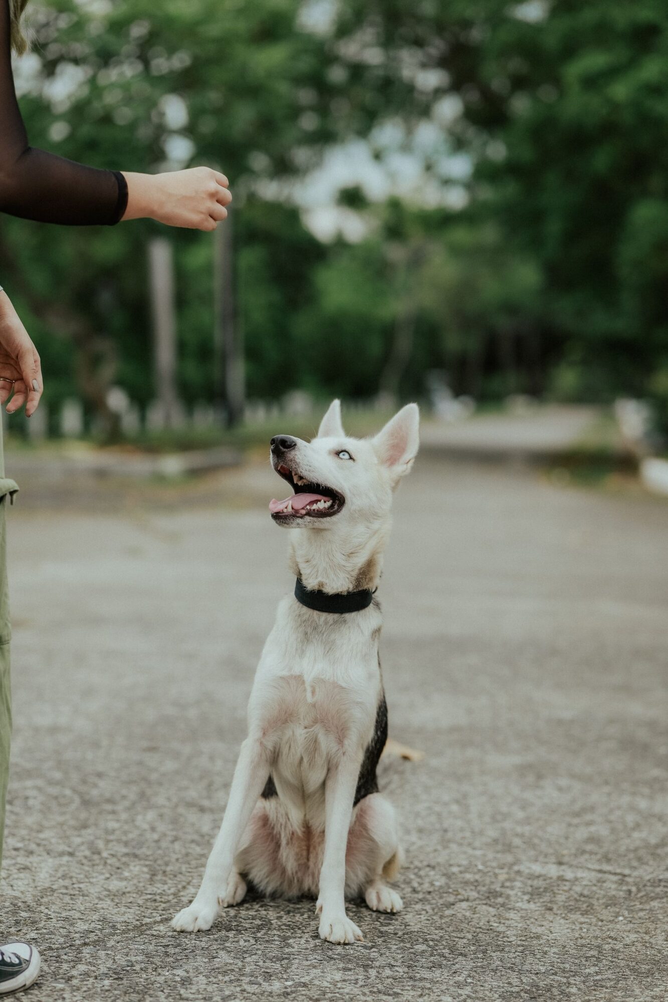 Chien clair assis sur une allée goudronnée d'un parc, la gueule ouverte, regardant vers la main d'une personne dont on voit seulement le bras