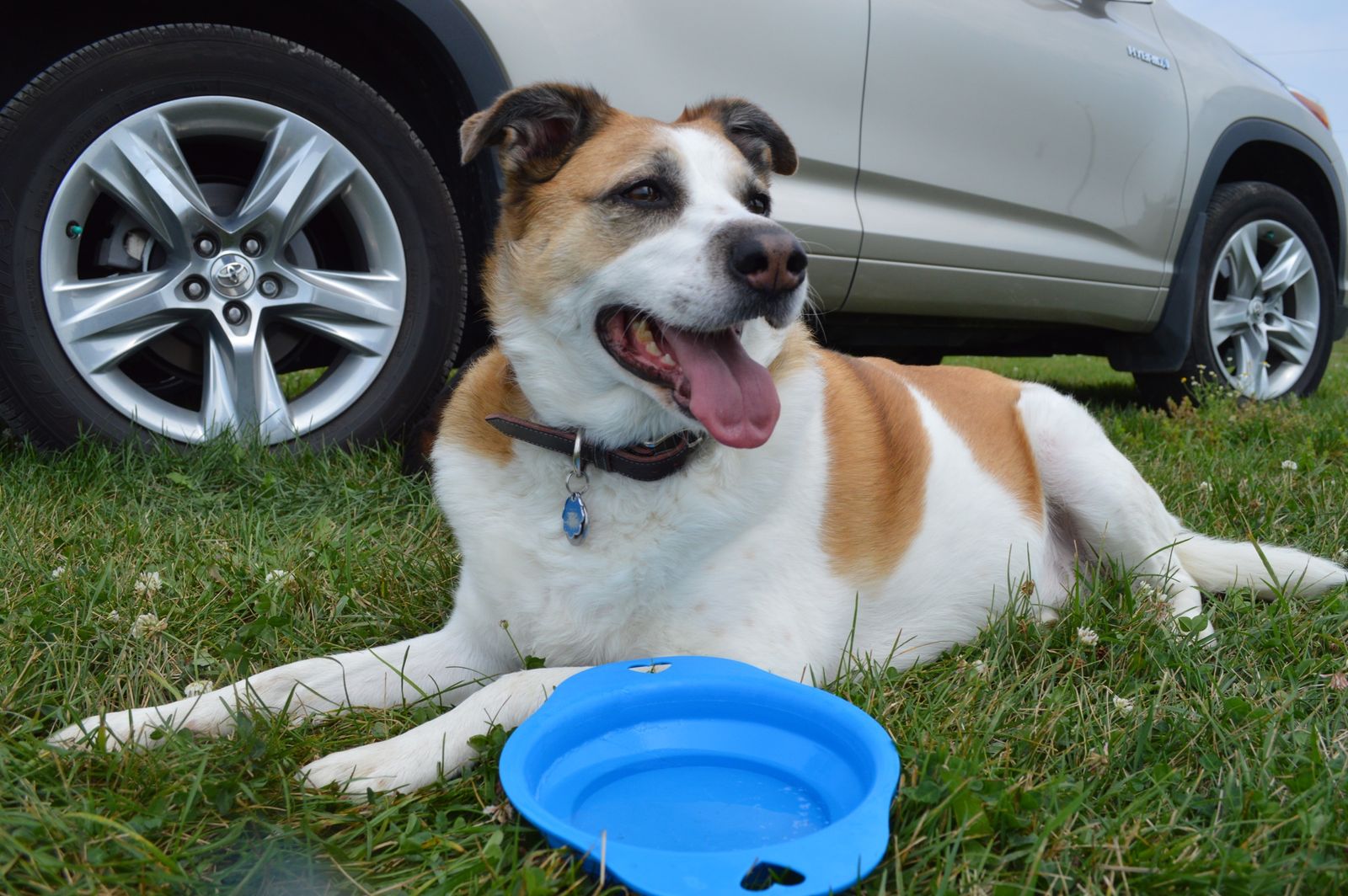 Chien blanc et brun aux oreilles tombantes, couché dans l'herbe, la langue sortie, une gamelle bleue devant lui et la roue d'une voiture grise derrière