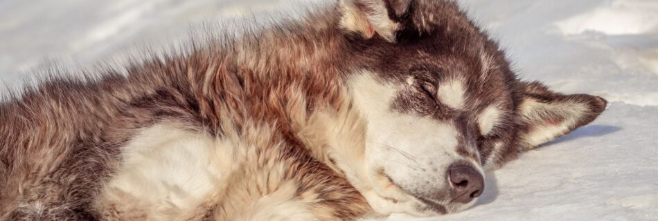 Chien à poil épais brun et crème, couché sur la neige au soleil, les yeux fermés, les coussinets de ses pattes tournés vers l'objectif