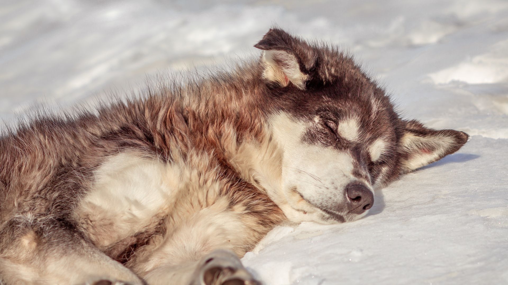 Chien à poil épais brun et crème, couché sur la neige au soleil, les yeux fermés, les coussinets de ses pattes tournés vers l'objectif