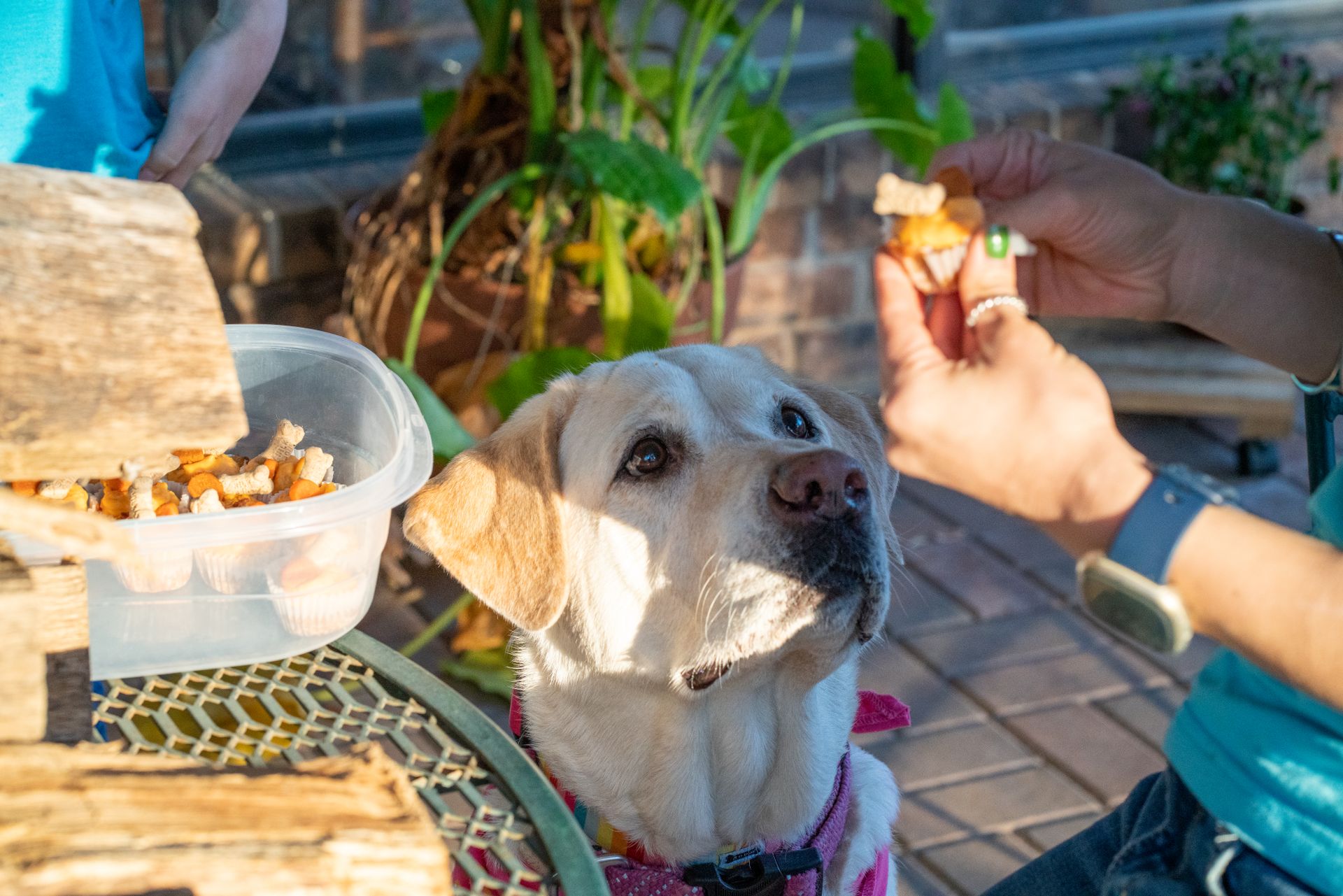Chien de type labrador au pelage crème, avec un harnais rose, qui lève les yeux vers une friandise tenue entre deux doigts, à côté d'une boîte transparente pleine de petits biscuits en forme d'os, sur une terrasse avec des plantes
