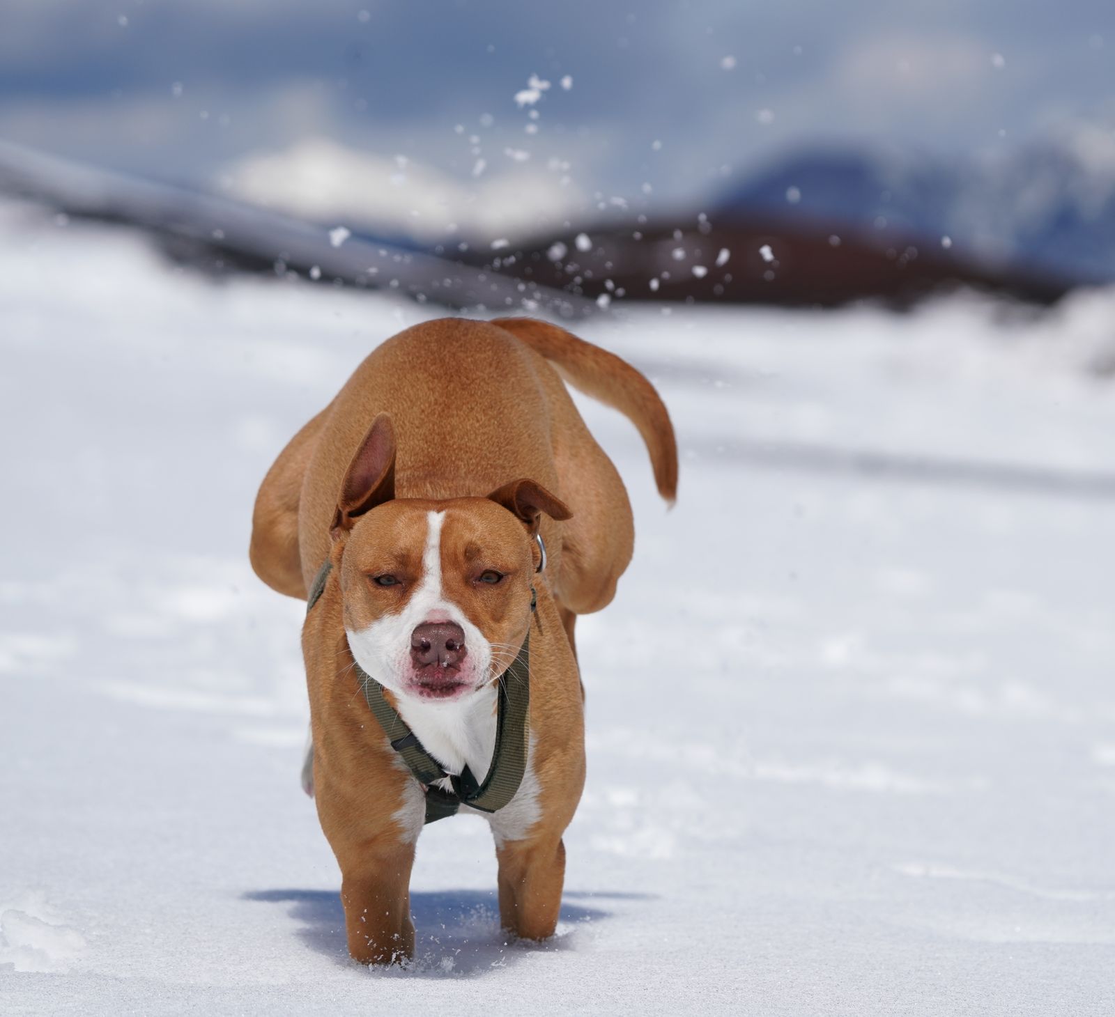 Chien musclé de type bully, roux et blanc, qui trotte vers l'objectif dans la neige, avec un harnais vert foncé et des montagnes floues derrière lui