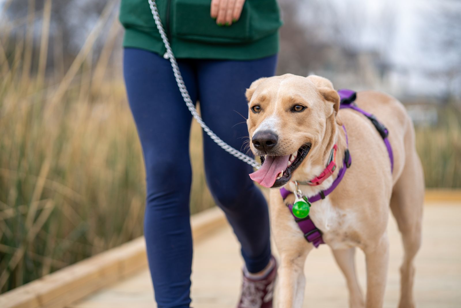 Chien beige à la langue sortie, en harnais violet, marchant en laisse à côté d'une personne en pull vert et legging bleu, sur un chemin bordé de hautes herbes