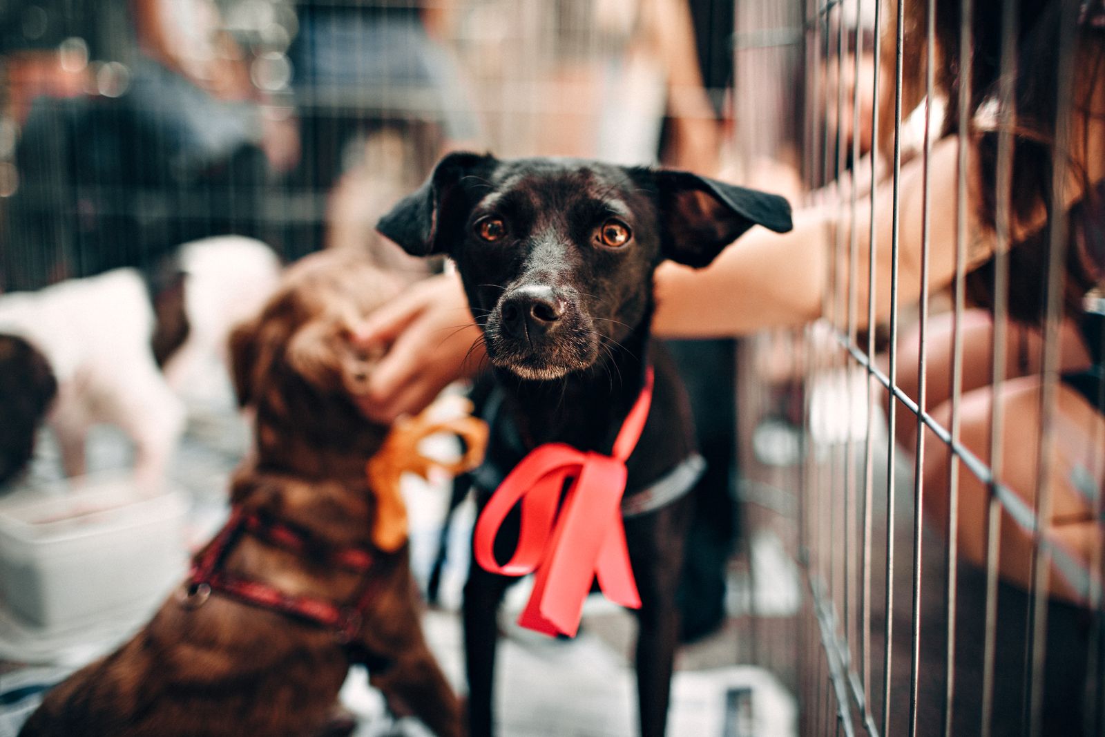 Chien noir à poil ras et à grandes oreilles, un grand ruban rouge autour du cou, qui regarde l'objectif dans un enclos grillagé ; au premier plan une main caresse un chien brun, et à droite une personne passe le bras entre les barreaux