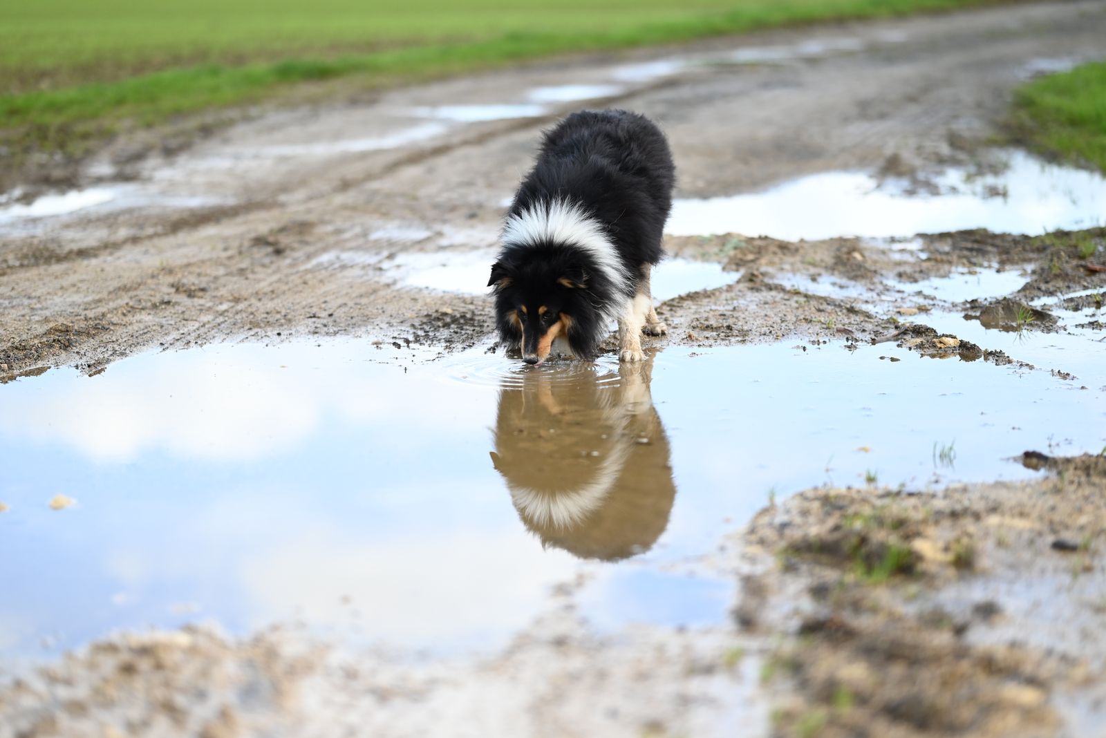 Chien noir, blanc et feu, de type colley, penché sur une grande flaque boueuse d'un chemin de terre pour y boire, avec son reflet dans l'eau et un champ vert derrière lui