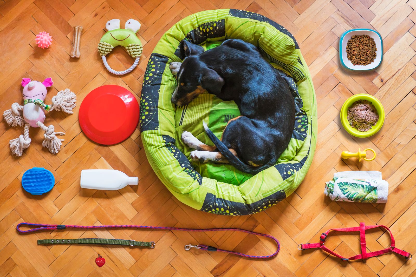 Vue du dessus d'un chien noir aux pattes blanches couché en boule dans un panier rond vert, sur un parquet, entouré de jouets et de gamelles