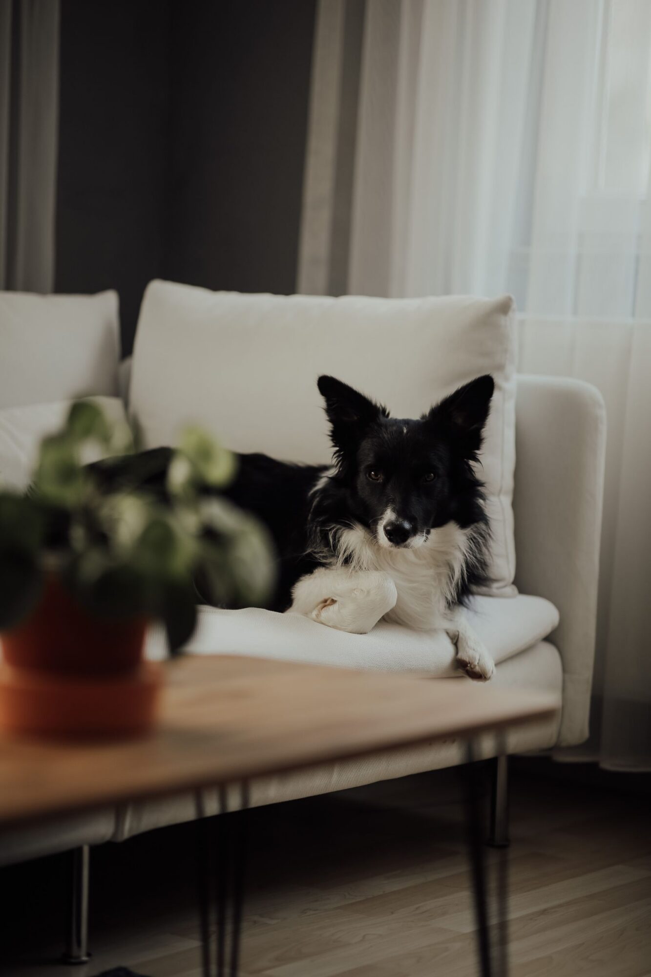 Chien noir et blanc couché sur un canapé clair, près d'une fenêtre à rideau blanc, avec une plante verte au premier plan