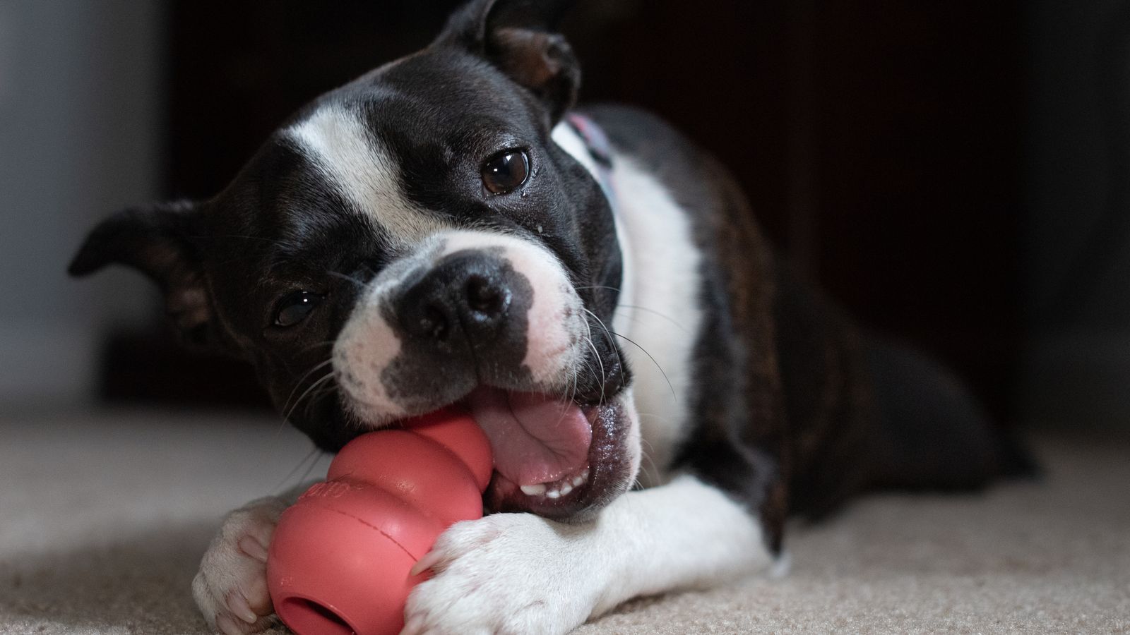 Chien noir et blanc de type boston terrier, couché sur une moquette beige, qui mâchouille un jouet rouge en caoutchouc