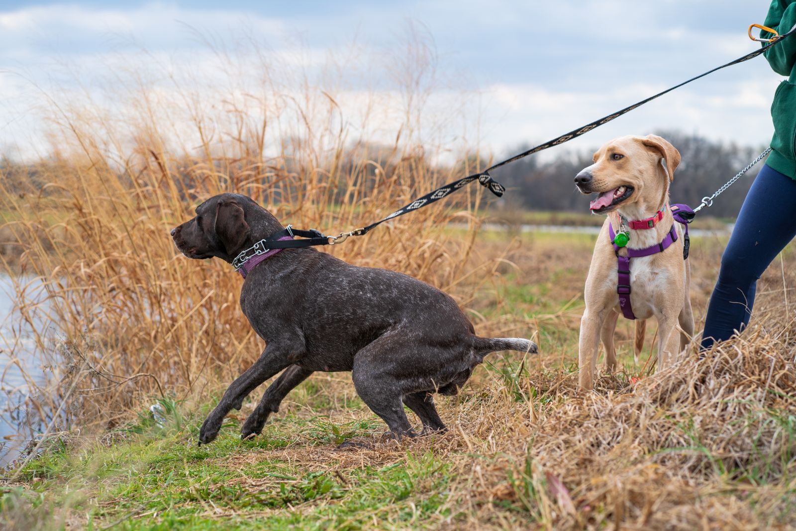 Chien au poil sombre qui tire de toutes ses forces sur une laisse tendue, à côté d'un chien beige en harnais violet resté calme, dans les hautes herbes au bord de l'eau