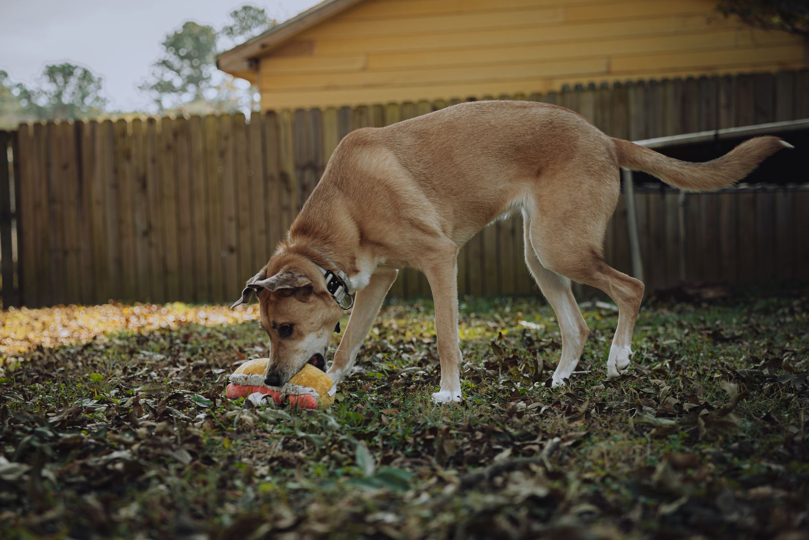 Chien beige à poil ras et au collier sombre, la truffe posée sur un jouet jaune et orange au milieu des feuilles mortes d'un jardin, devant une palissade en bois et un mur jaune