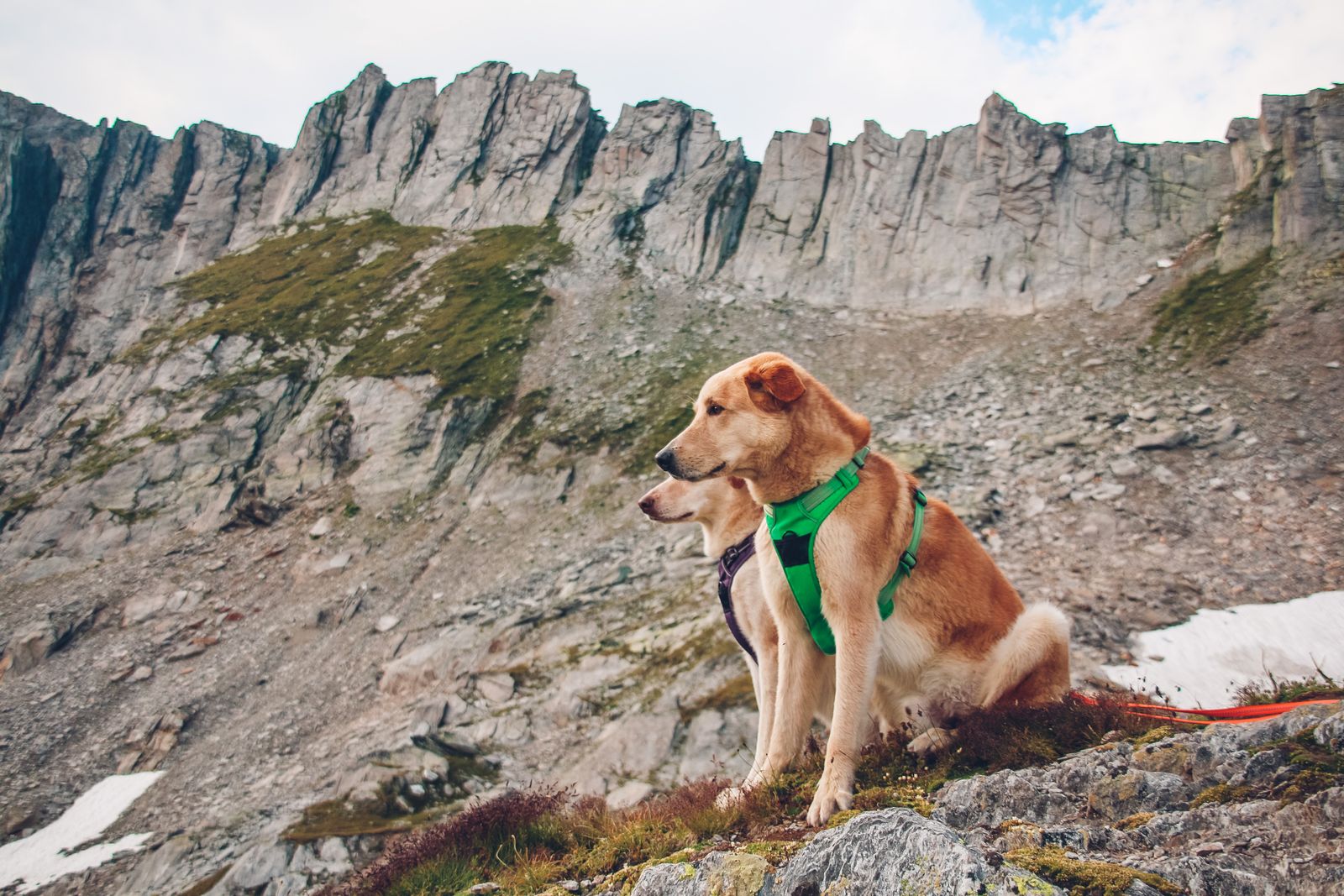 Chien roux et blanc portant un harnais vert vif, assis sur des rochers, avec un second chien à moitié caché derrière lui, face à une crête rocheuse, à quelques plaques de neige et à une laisse rouge posée au sol