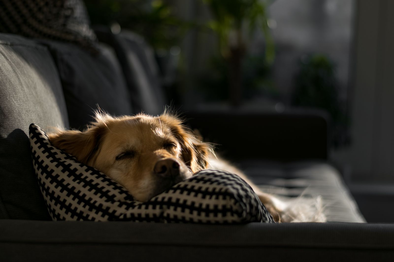 Chien au poil fauve endormi, la tête posée sur un coussin à motifs noir et blanc, sur un canapé sombre éclairé par le soleil