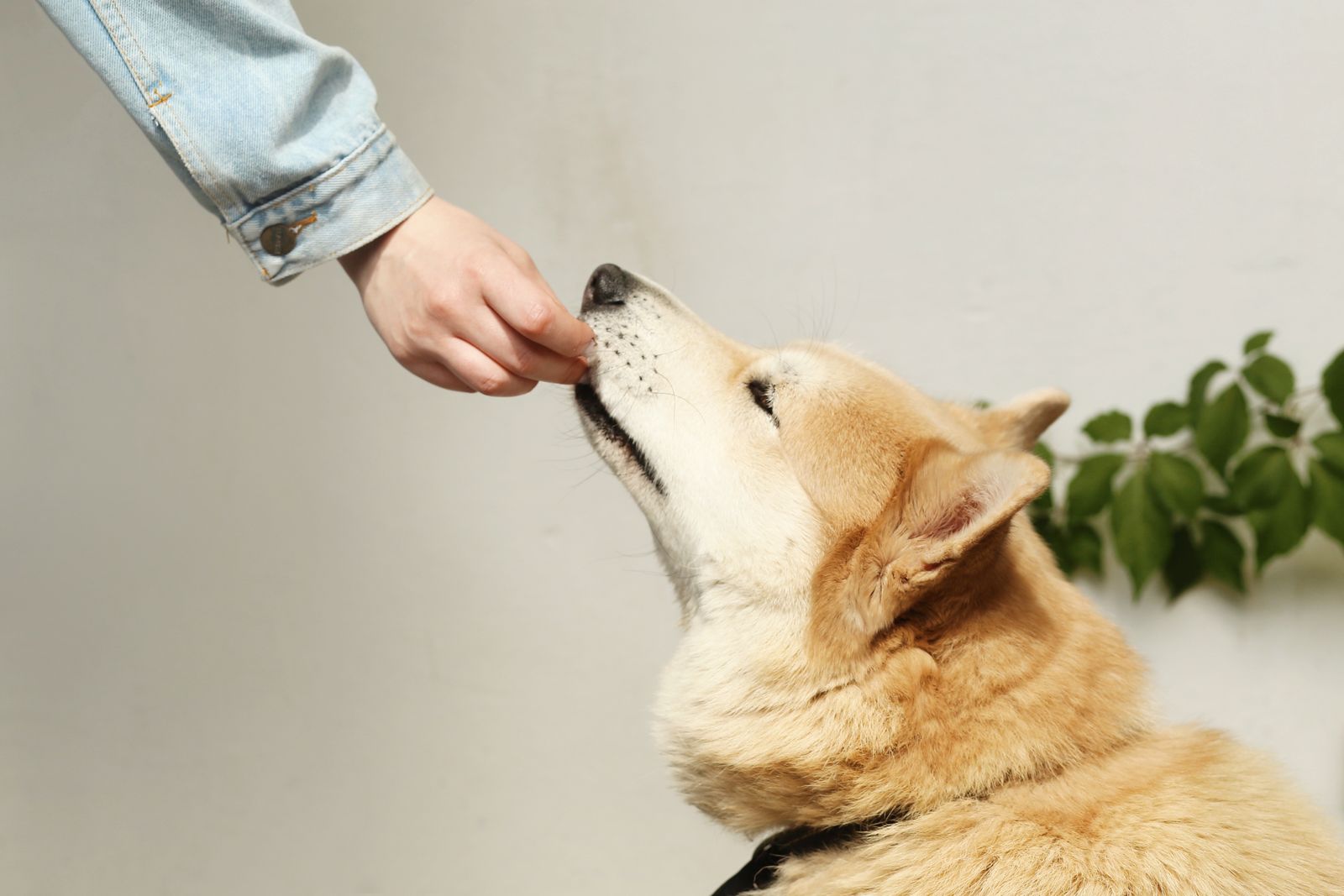 Chien roux et crème de type shiba, le museau levé vers la main d'une personne en veste en jean qui lui tend une petite friandise, devant un mur clair et quelques feuilles vertes