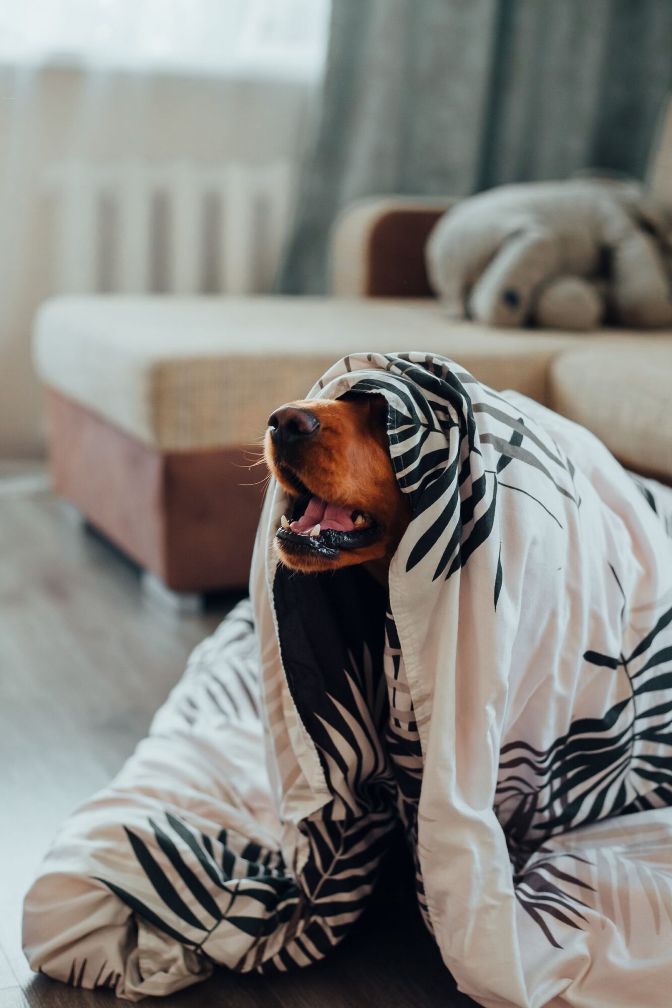 Chien roux dont la tête dépasse d'une couverture blanche à motifs de feuilles noires, devant un canapé beige