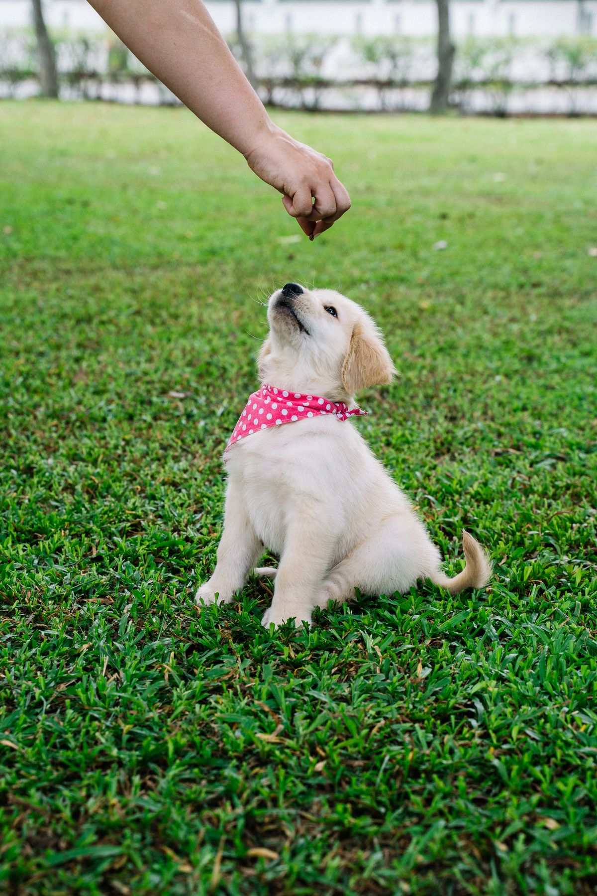 Chiot au pelage crème, un foulard rose à pois blancs autour du cou, assis sur l'herbe, qui lève la tête vers une main tenue au-dessus de lui