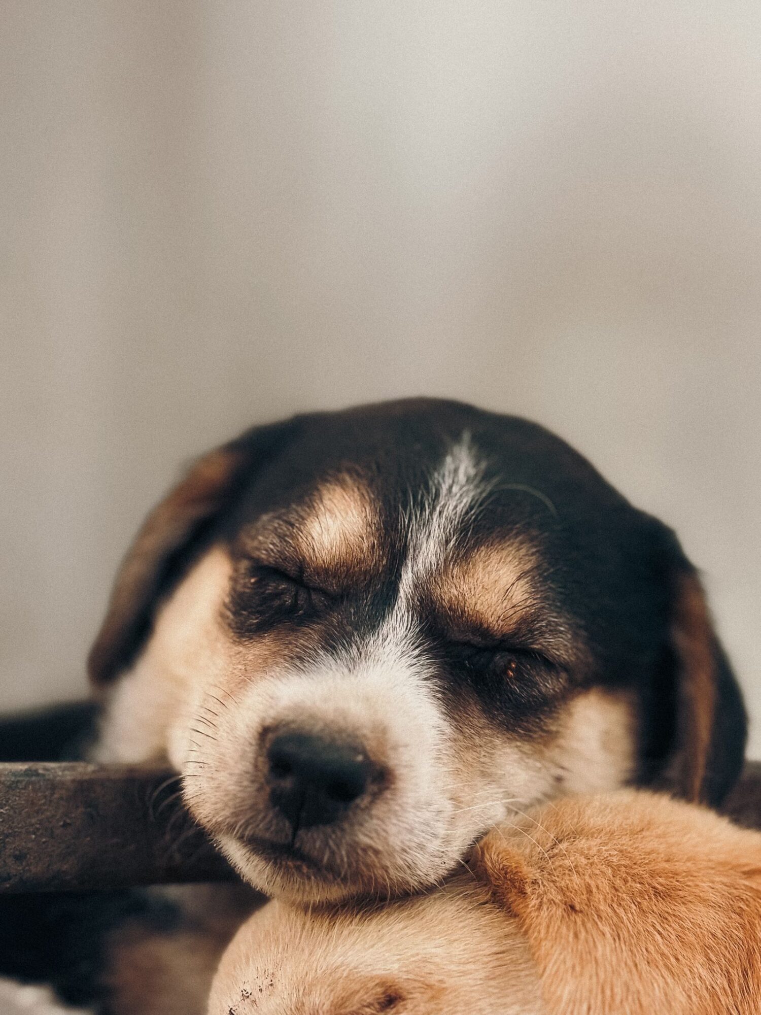 Gros plan sur un chiot noir, feu et blanc qui dort, les yeux fermés, la tête posée sur le côté