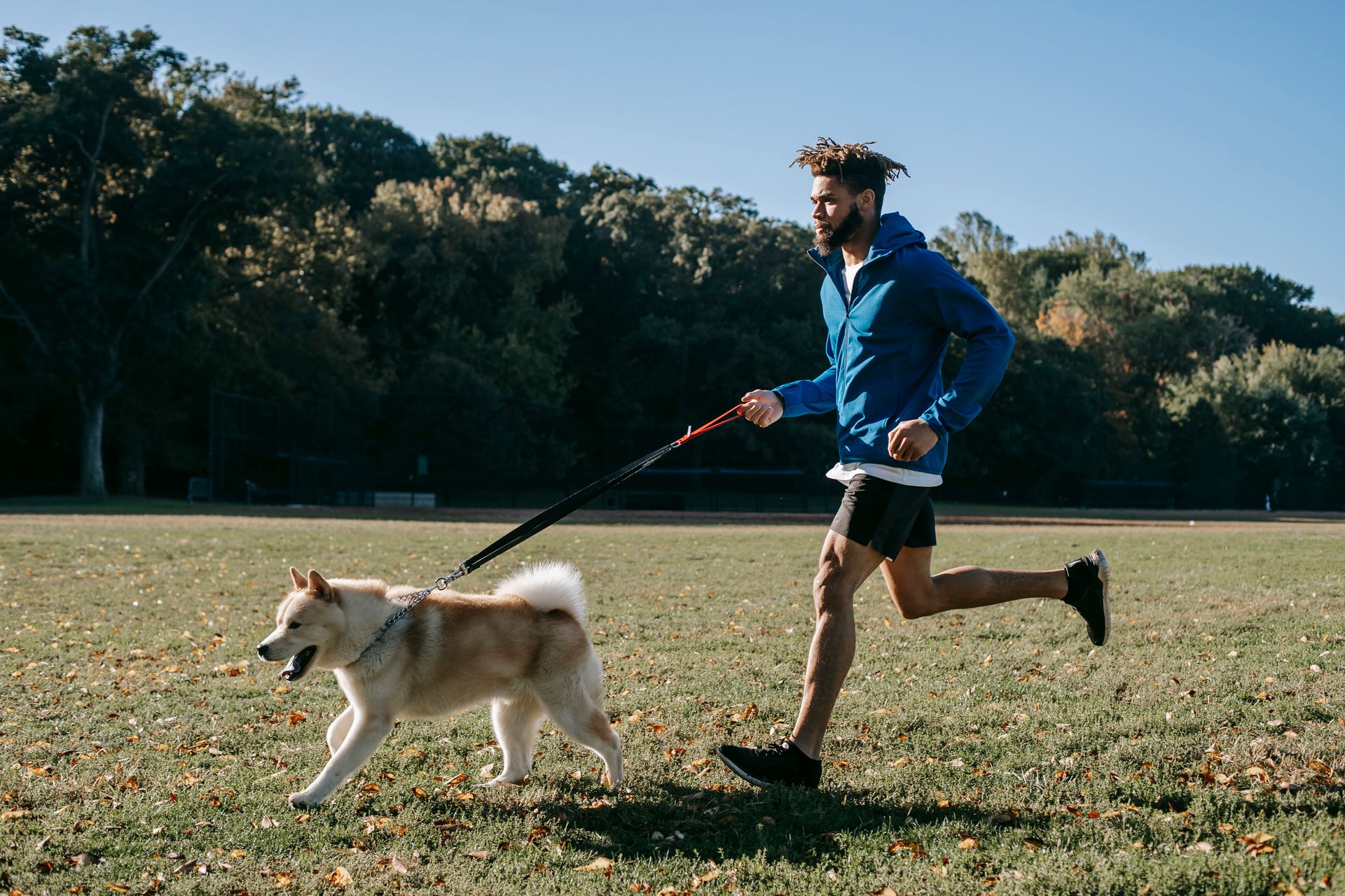 Un homme barbu en veste bleue et short noir qui court sur une pelouse ensoleillée, à côté d'un chien beige et blanc qui trotte la langue sortie, relié à lui par une longue ligne noire et rouge qu'il tient à la main ; des arbres et un ciel bleu en arrière-plan