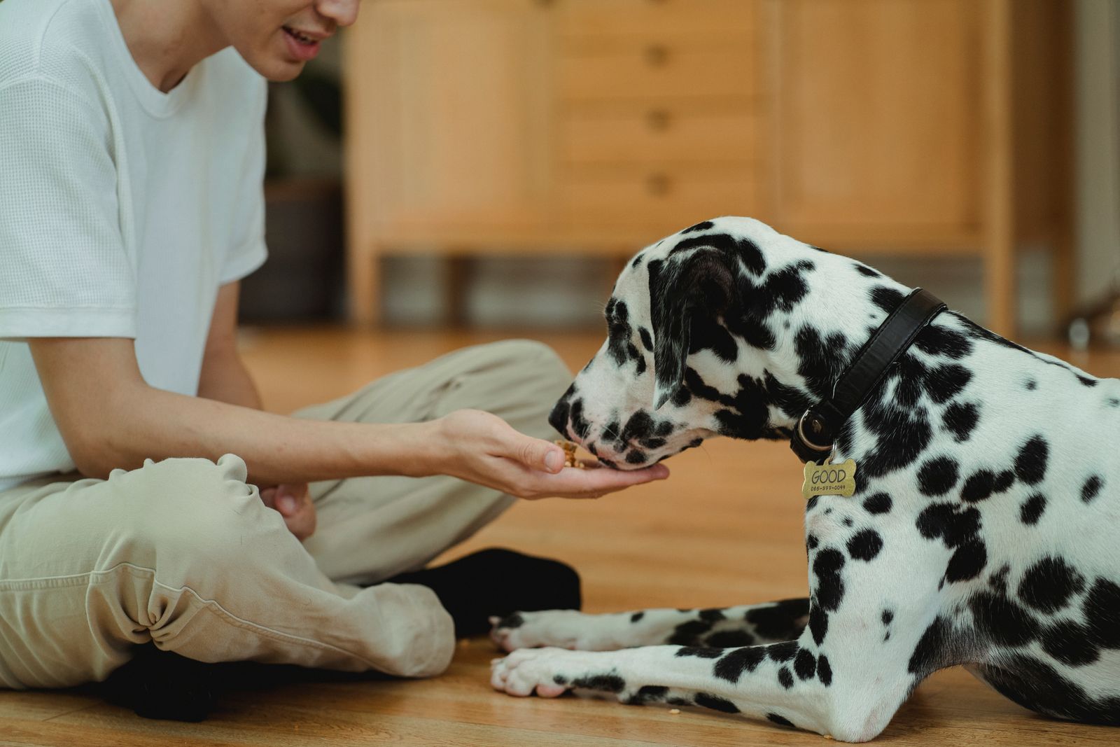 Dalmatien au collier noir couché sur un parquet clair, qui prend une friandise dans la paume d'une personne assise en t-shirt blanc, devant un meuble en bois