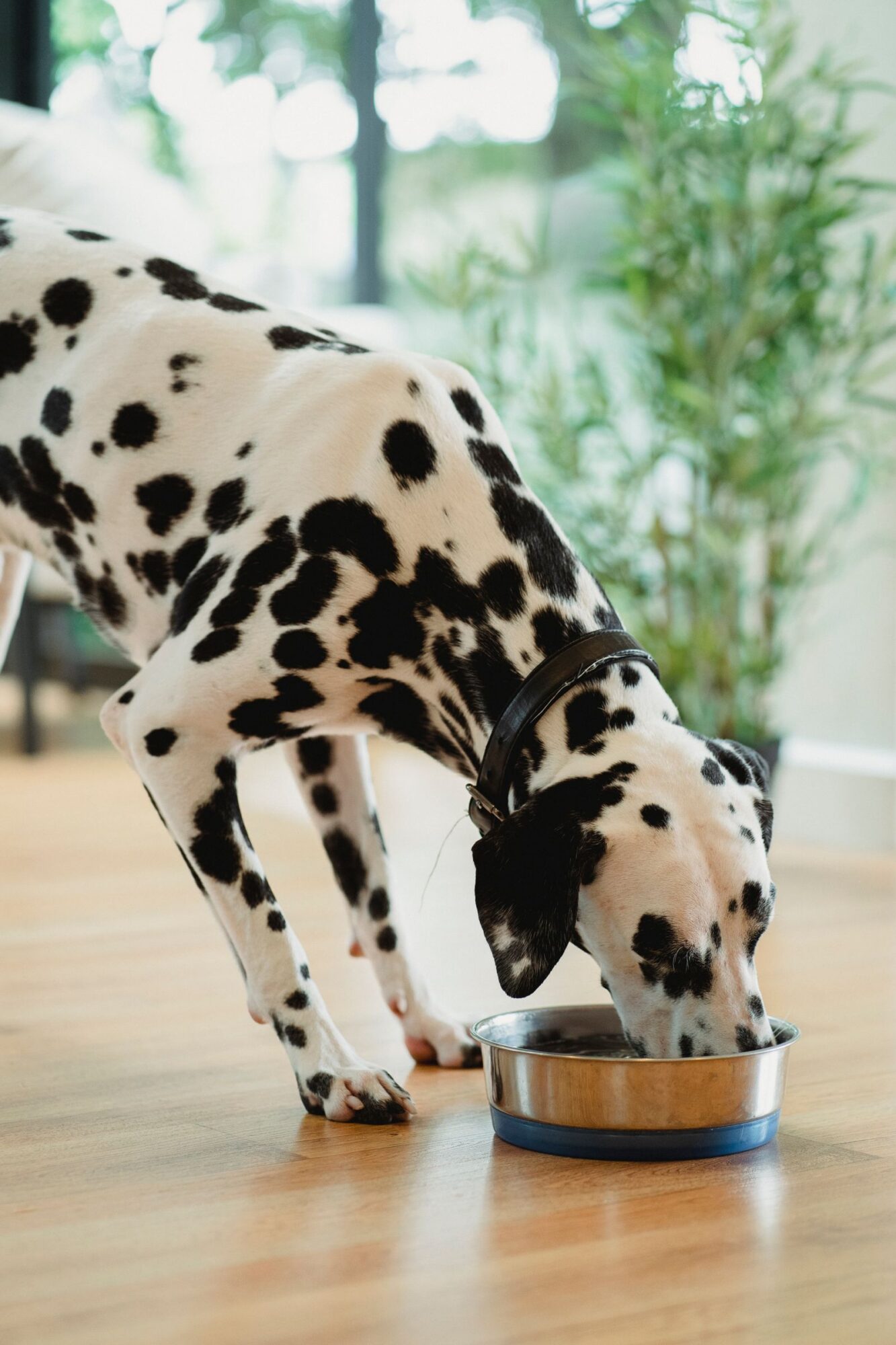 Dalmatien au collier noir, penché sur une gamelle en inox à base bleue posée sur un parquet, avec des plantes vertes et une grande baie vitrée floue en arrière-plan