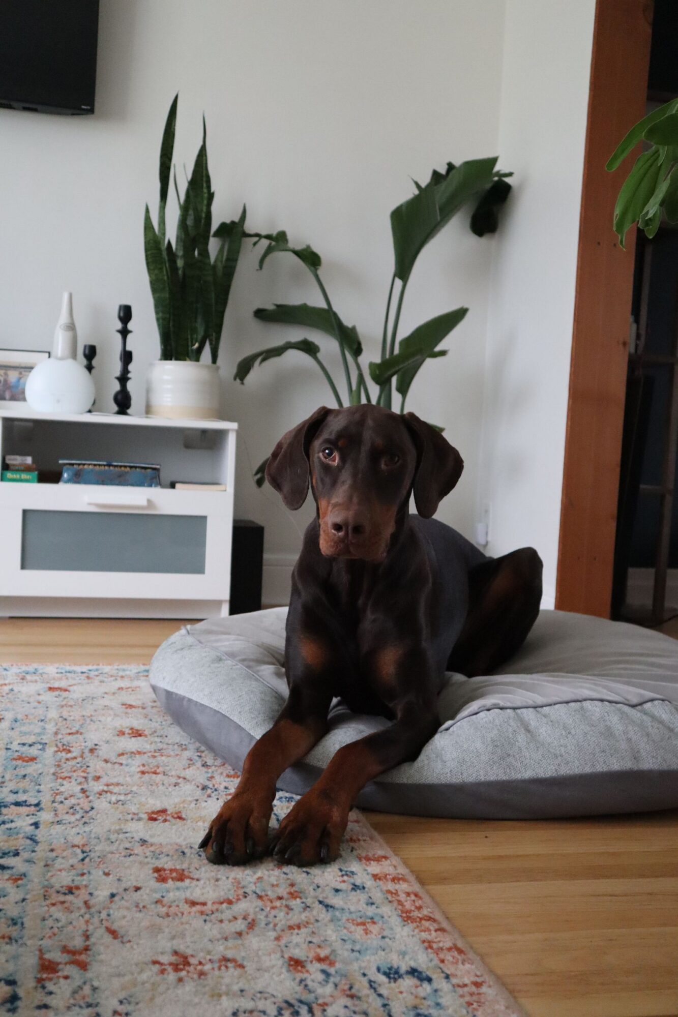 Dobermann aux oreilles naturelles, couché sur un coussin gris dans un salon, avec un tapis et des plantes derrière lui, le regard tourné vers l'objectif