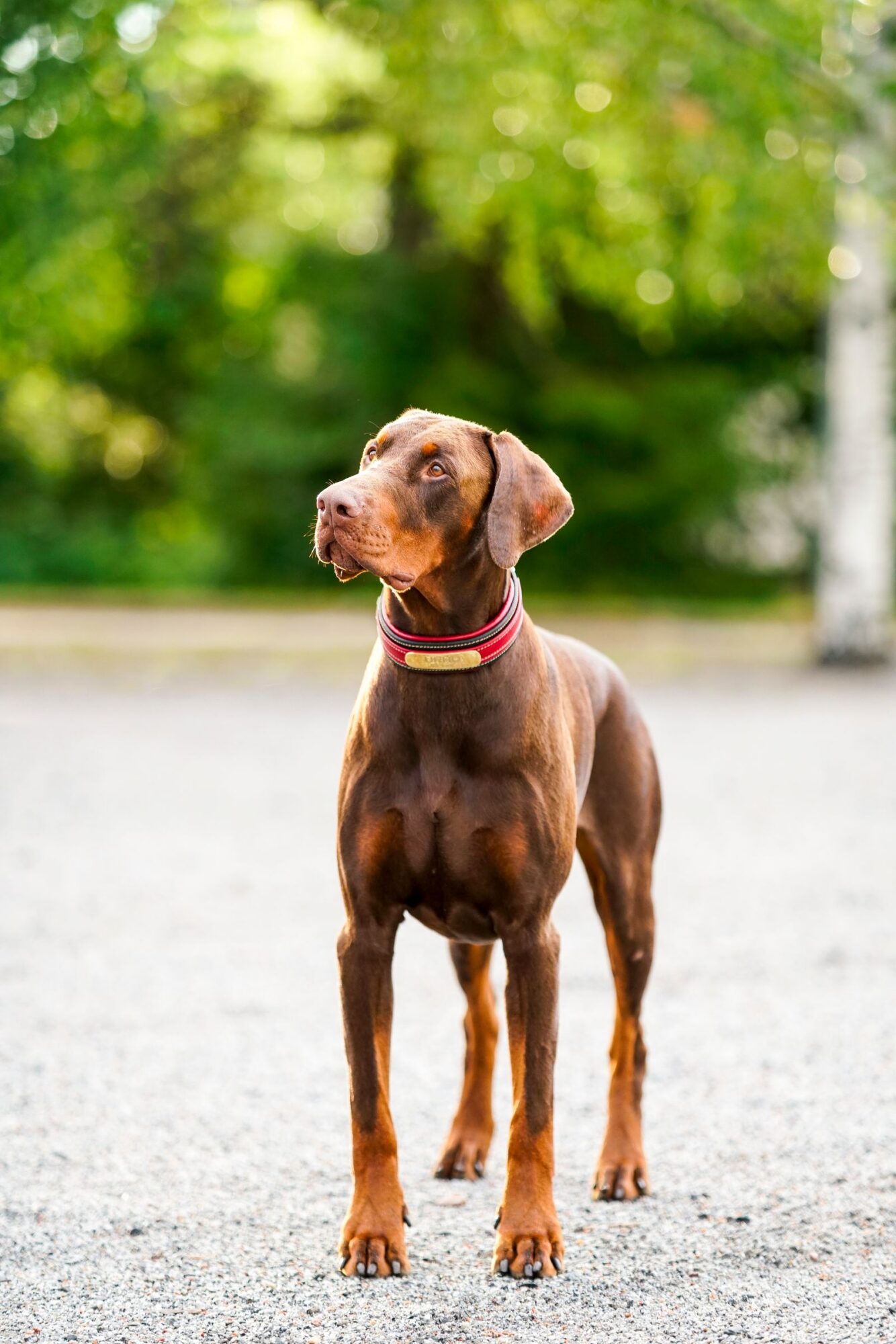 Dobermann marron aux marques feu, debout sur du gravier, les oreilles naturelles tombantes, un collier rouge et doré autour du cou, le regard levé