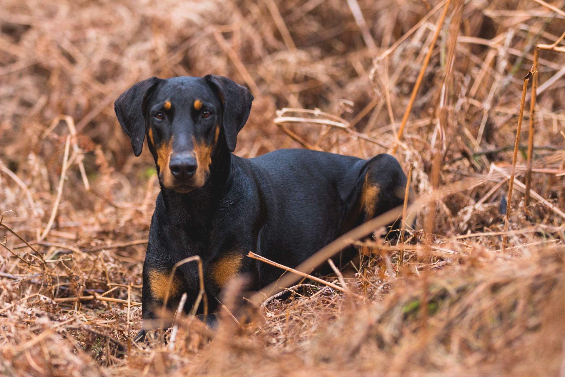 Dobermann noir et feu couché dans des fougères sèches brunes, les oreilles naturelles tombantes, le regard tourné vers l'objectif