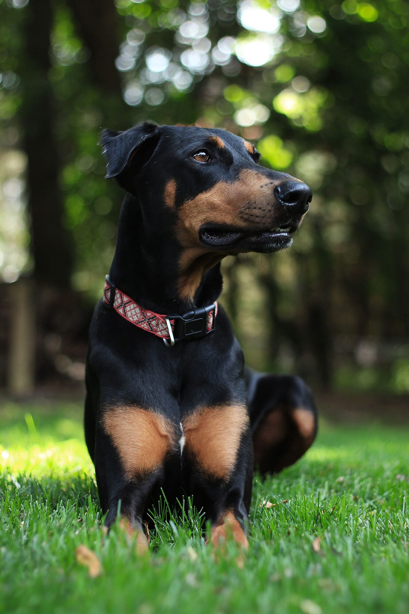 Dobermann noir et feu couché dans l'herbe, un collier rouge à boucle autour du cou, avec des taches feu sur le poitrail et les pattes