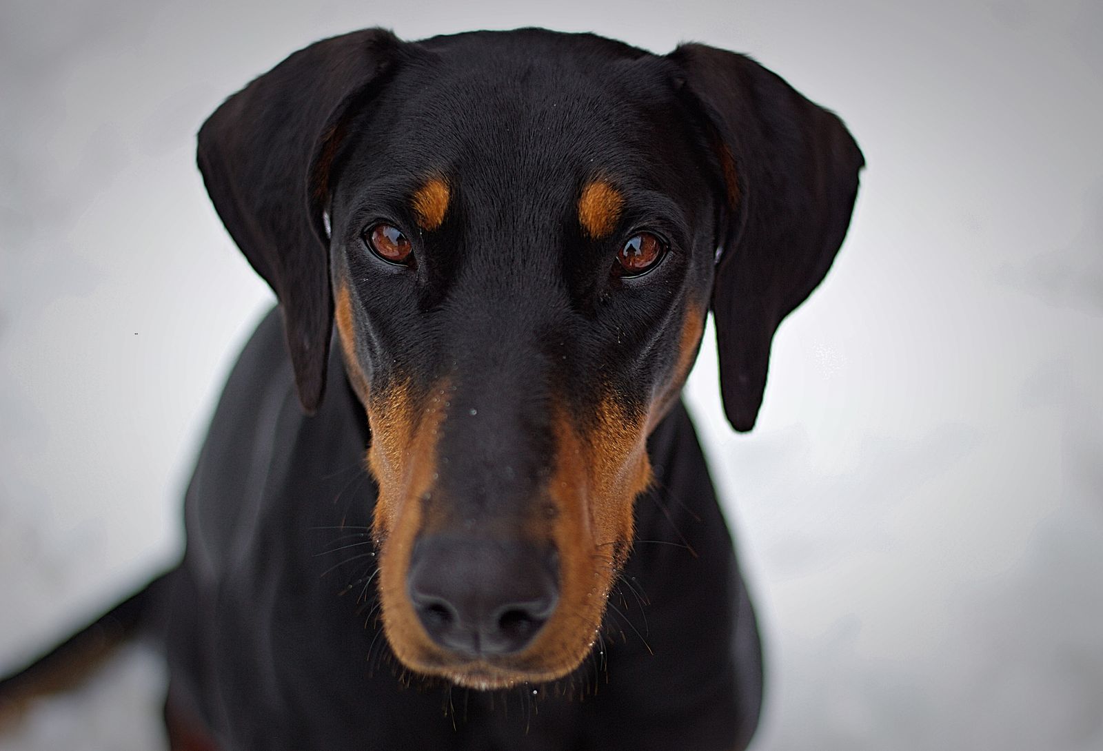Gros plan de face d'un dobermann noir et feu aux oreilles naturelles tombantes, avec des taches feu au-dessus des yeux, sur un fond clair