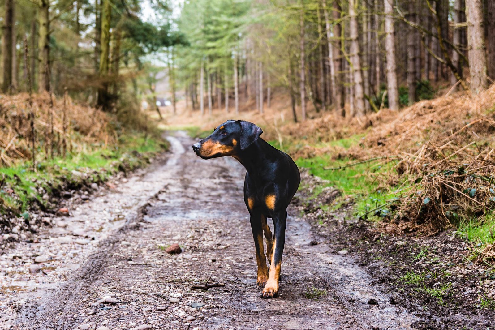 Dobermann noir et feu aux oreilles tombantes, qui marche sur un chemin forestier boueux, la tête tournée sur le côté