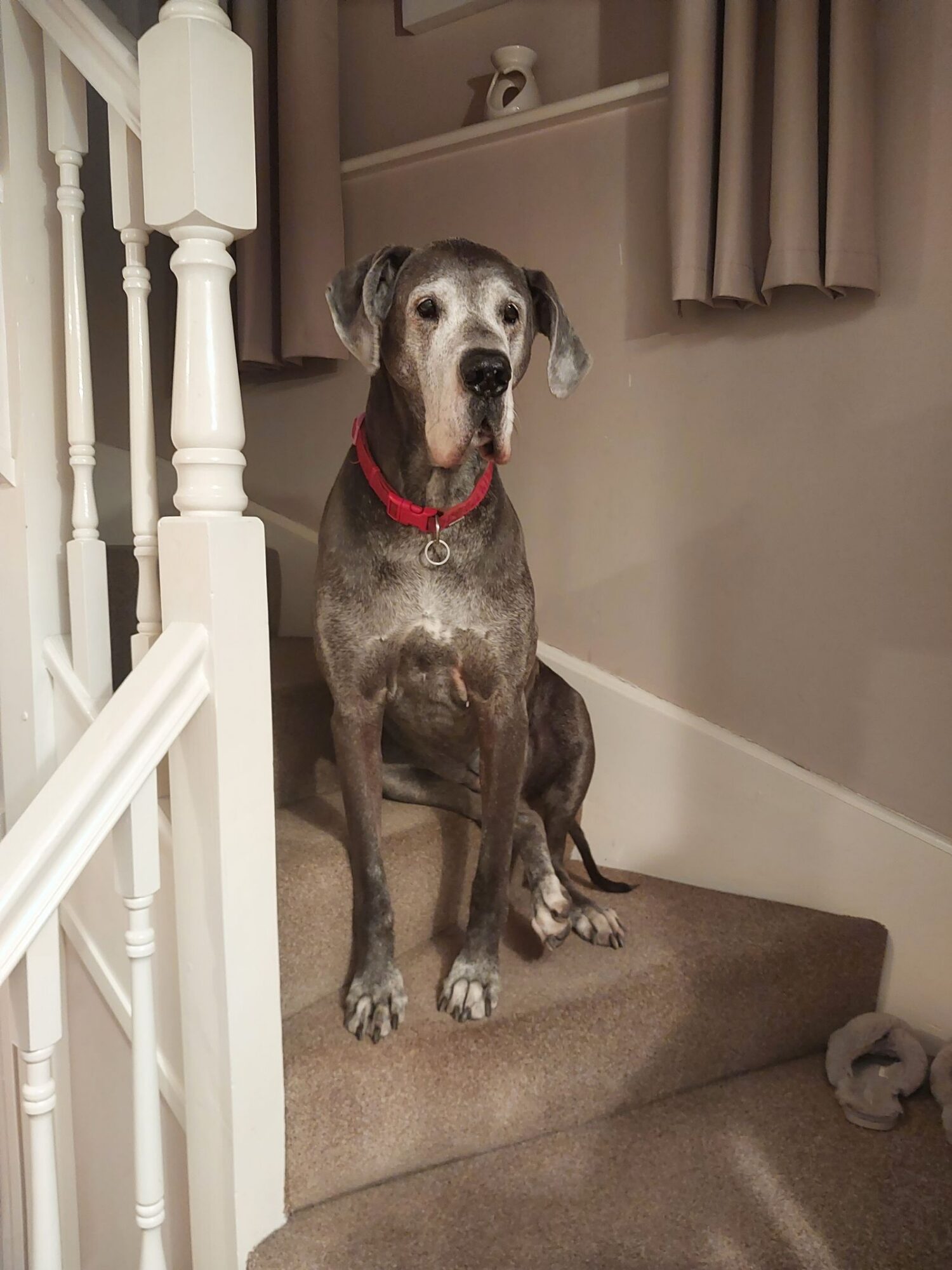Dogue allemand au museau gris et au collier rouge, assis sur les marches moquettées d'un escalier, à l'intérieur d'une maison