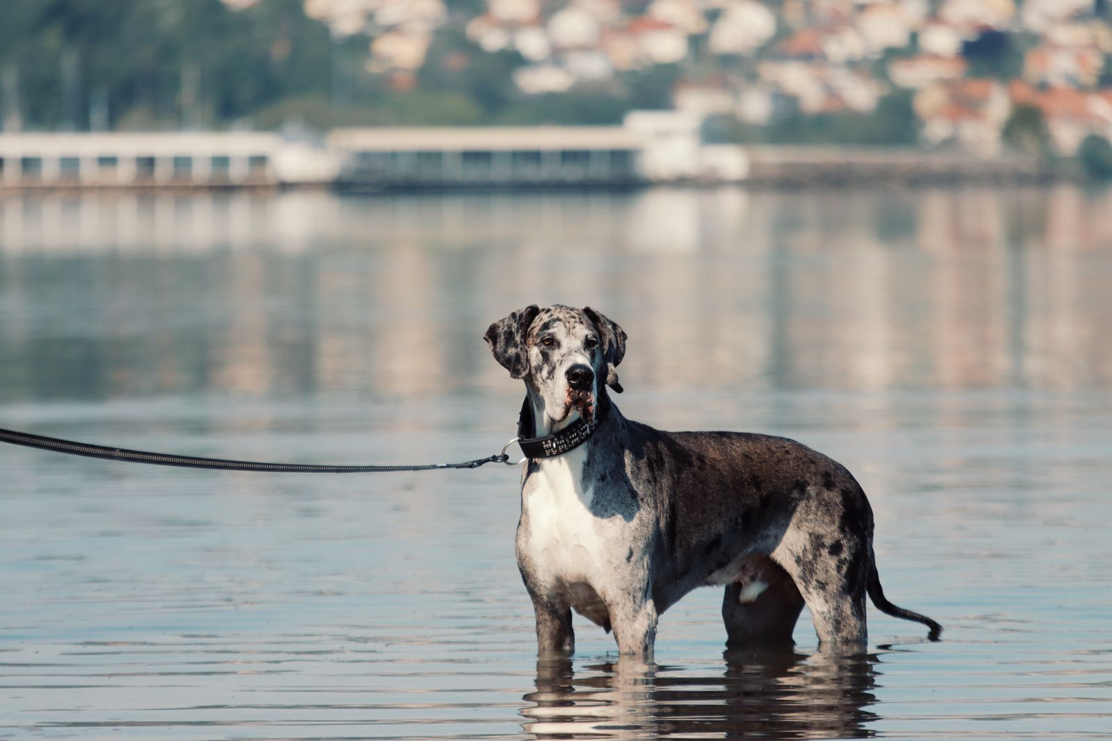 Dogue allemand au pelage clair tacheté de gris, tenu en laisse avec un collier clouté, debout dans l'eau, les bâtiments d'une ville en arrière-plan