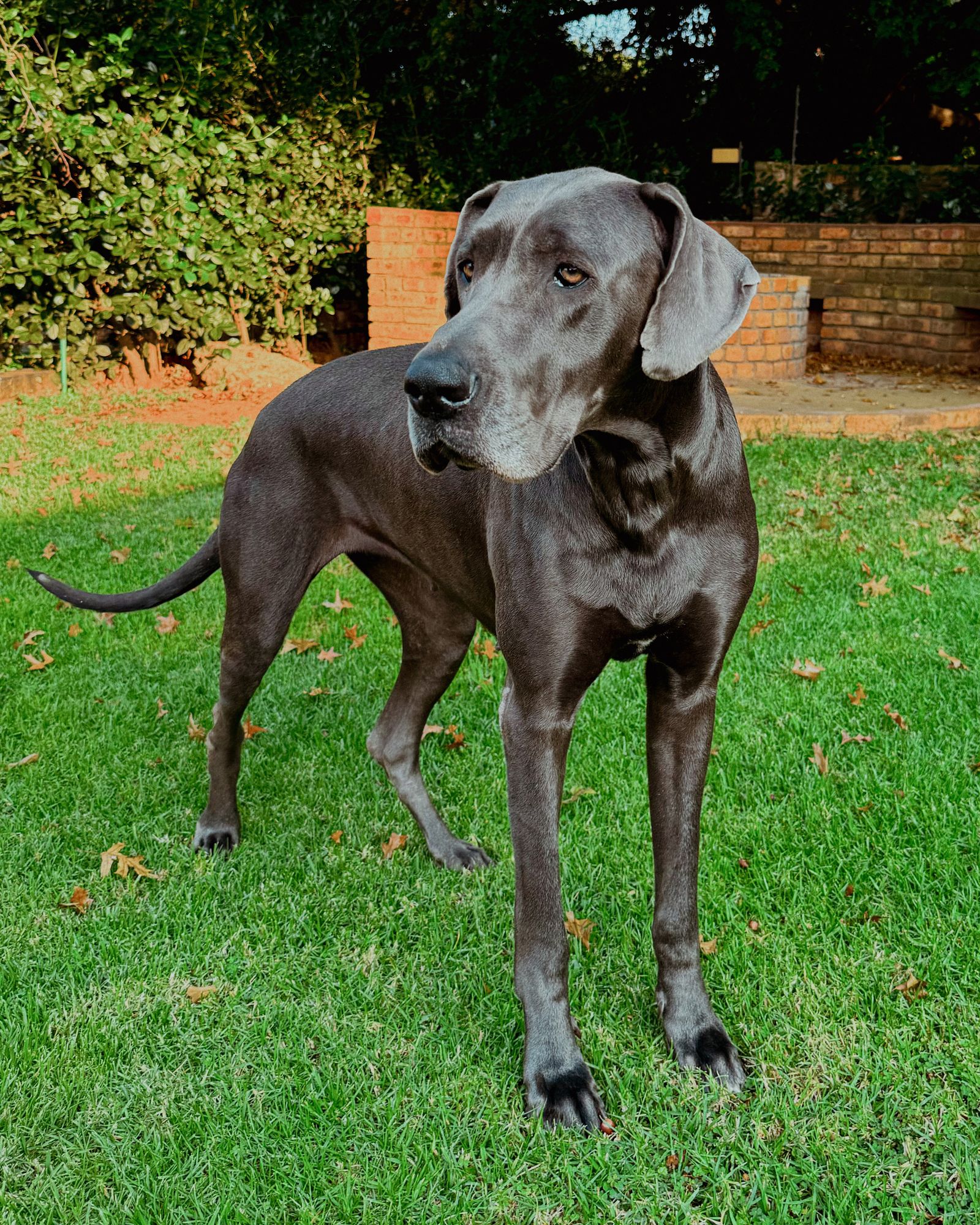 Dogue allemand au pelage gris-bleuté, debout sur une pelouse, le corps entier visible, devant un mur de briques