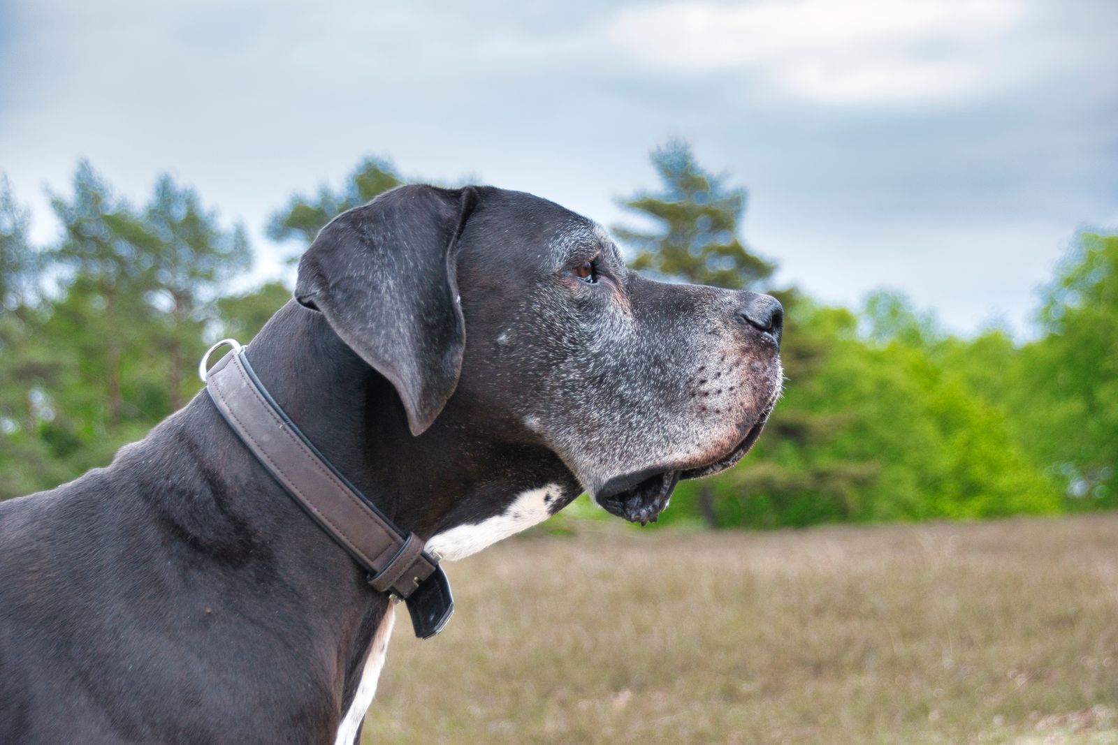 Dogue allemand noir vu de profil, au museau gris, portant un collier en cuir marron, avec une tache blanche sur la poitrine, devant un champ et des arbres