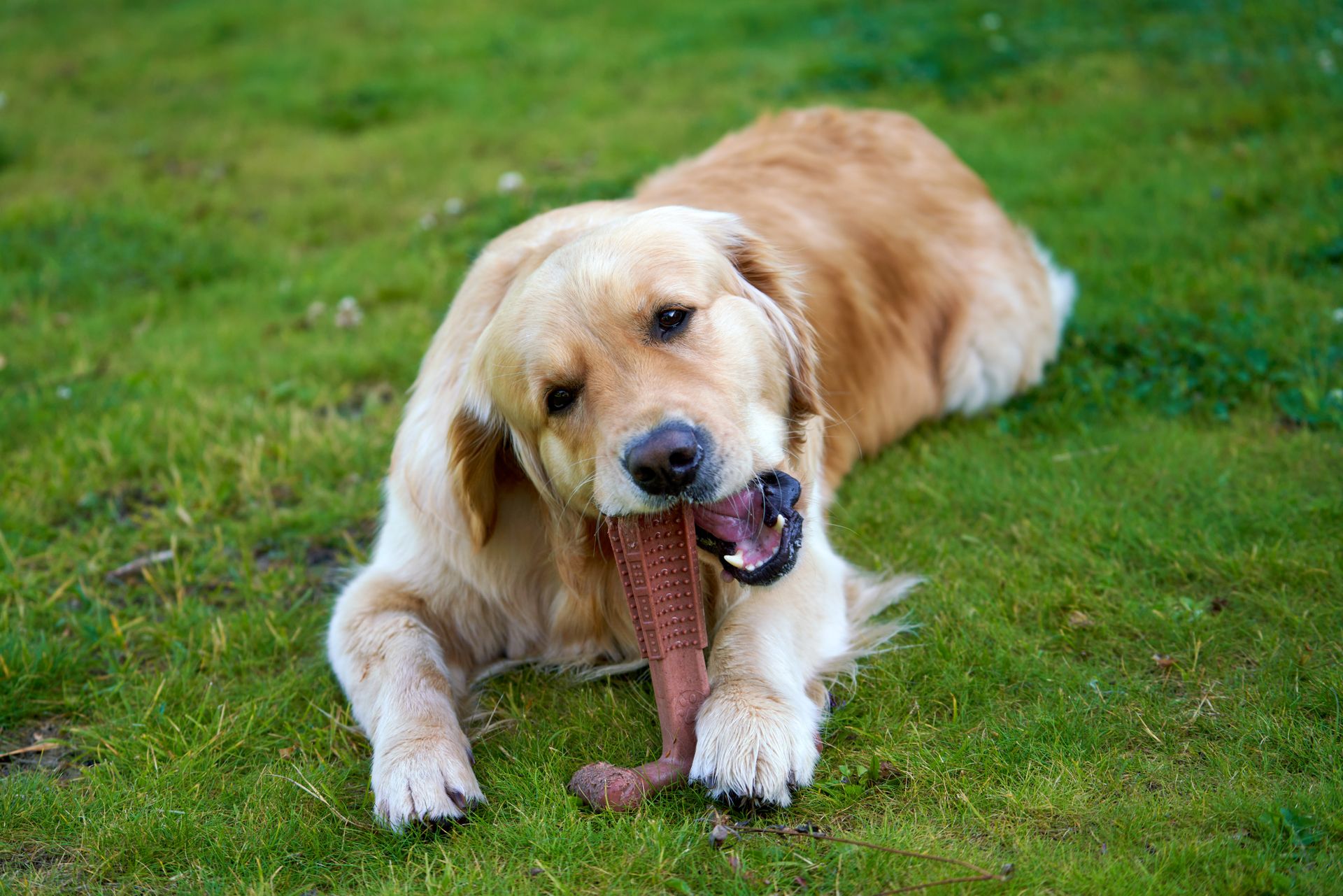 Golden retriever au poil clair couché sur une pelouse verte, la gueule refermée sur un objet brun rosé aux reliefs, les pattes avant tendues devant lui