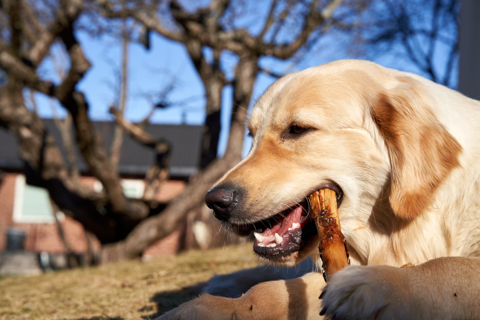 Golden retriever au pelage clair, couché sur l'herbe sèche, qui mord un bâton de bois brun, devant un arbre sans feuilles et une maison en brique floue, sous un ciel bleu