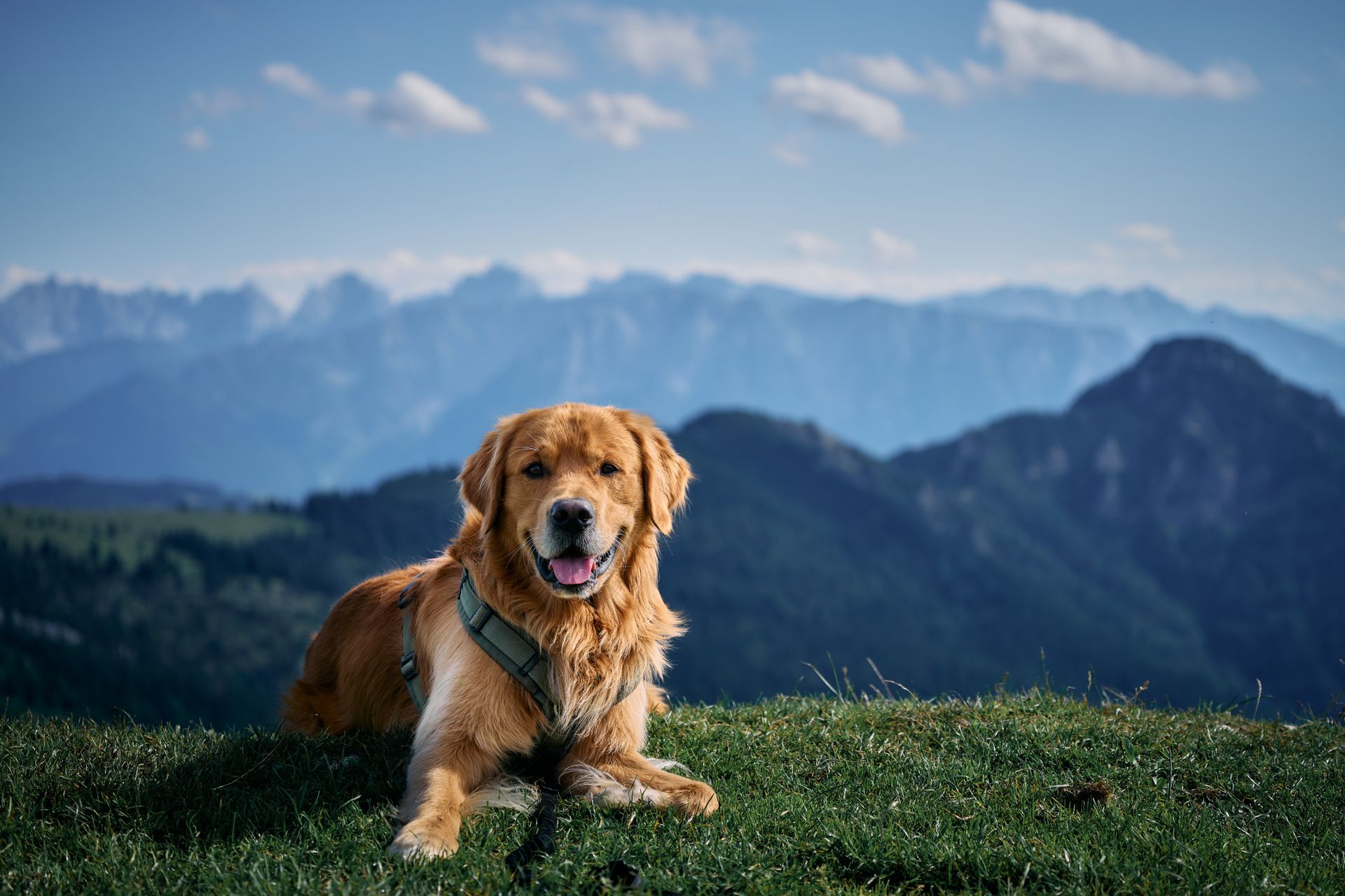 Golden retriever roux, la langue sortie, allongé dans l'herbe d'un sommet et portant un harnais vert, avec des montagnes bleutées et un ciel parsemé de nuages derrière lui