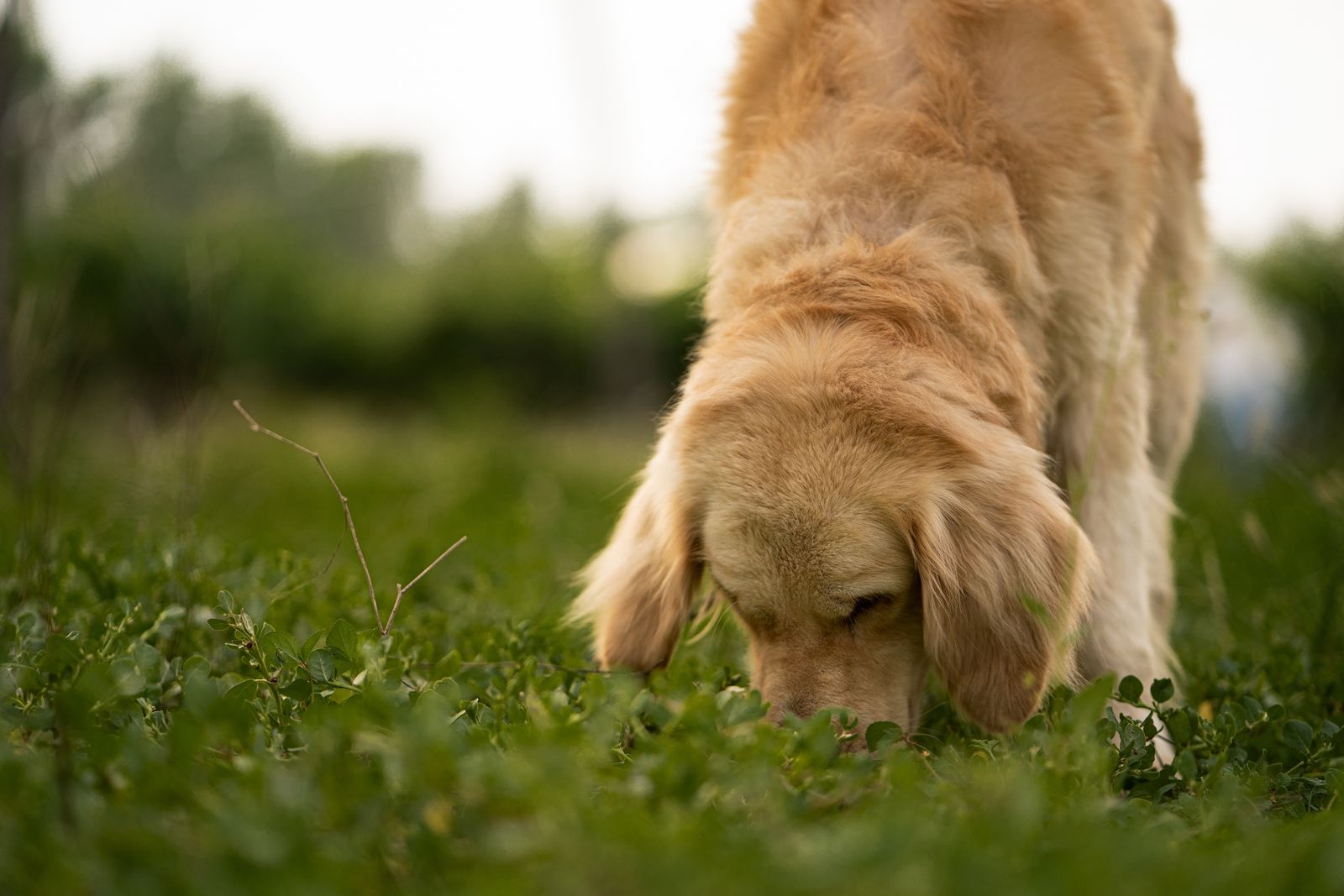 Golden retriever au poil doré, la tête baissée et le museau dans l'herbe verte d'un pré, devant un fond de verdure flou