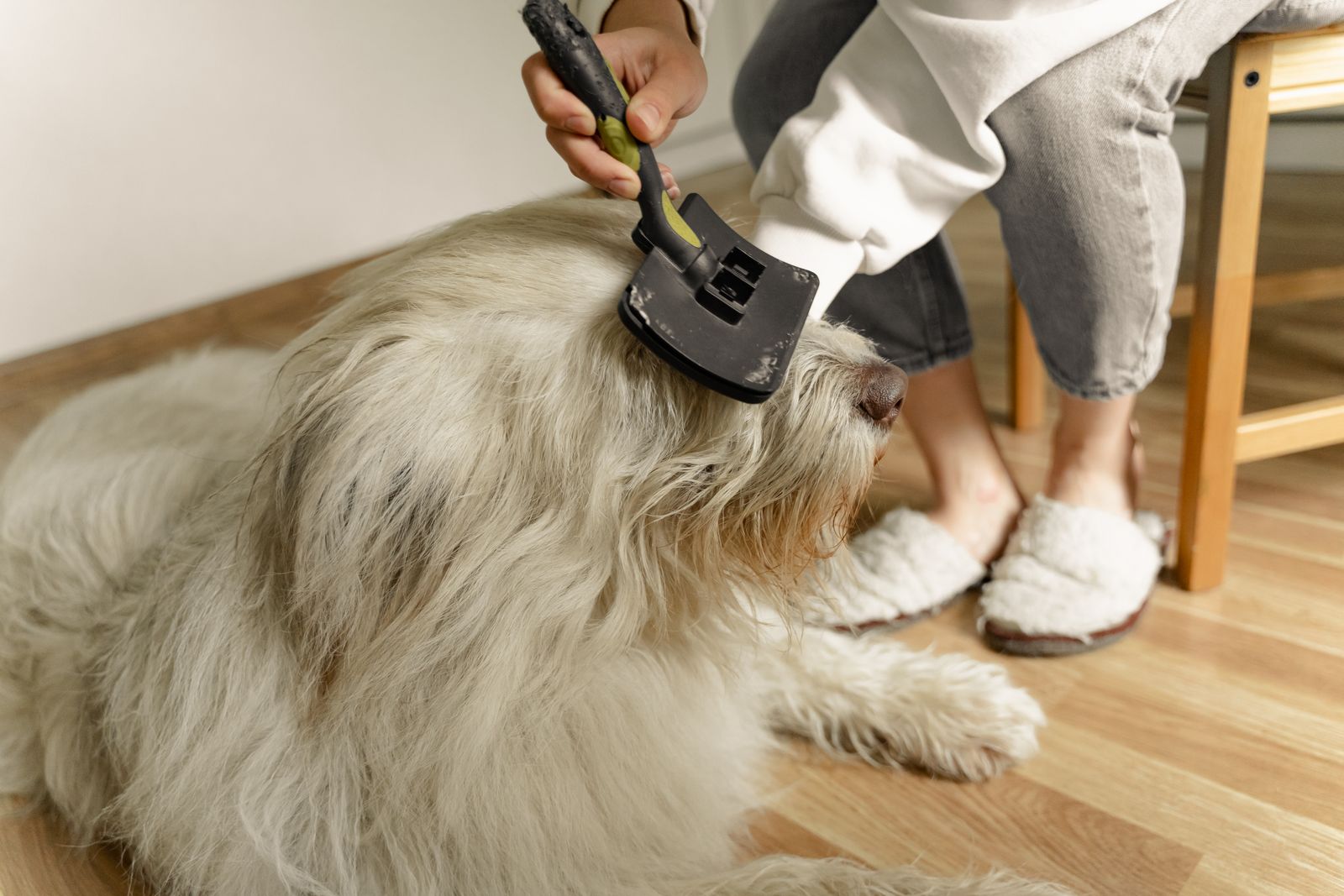 Main qui brosse un grand chien à poil long blanc et gris couché sur un parquet clair, avec une brosse à manche noir et vert